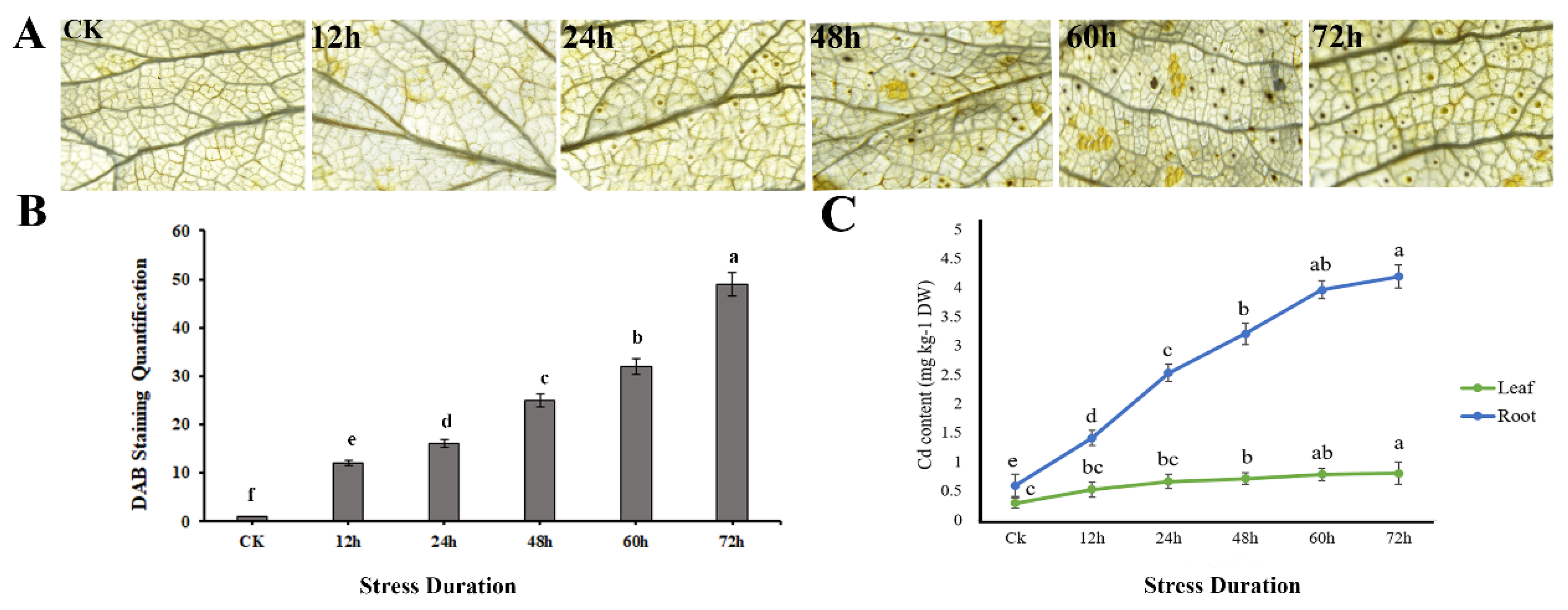 Horticulturae 08 00477 g006 550