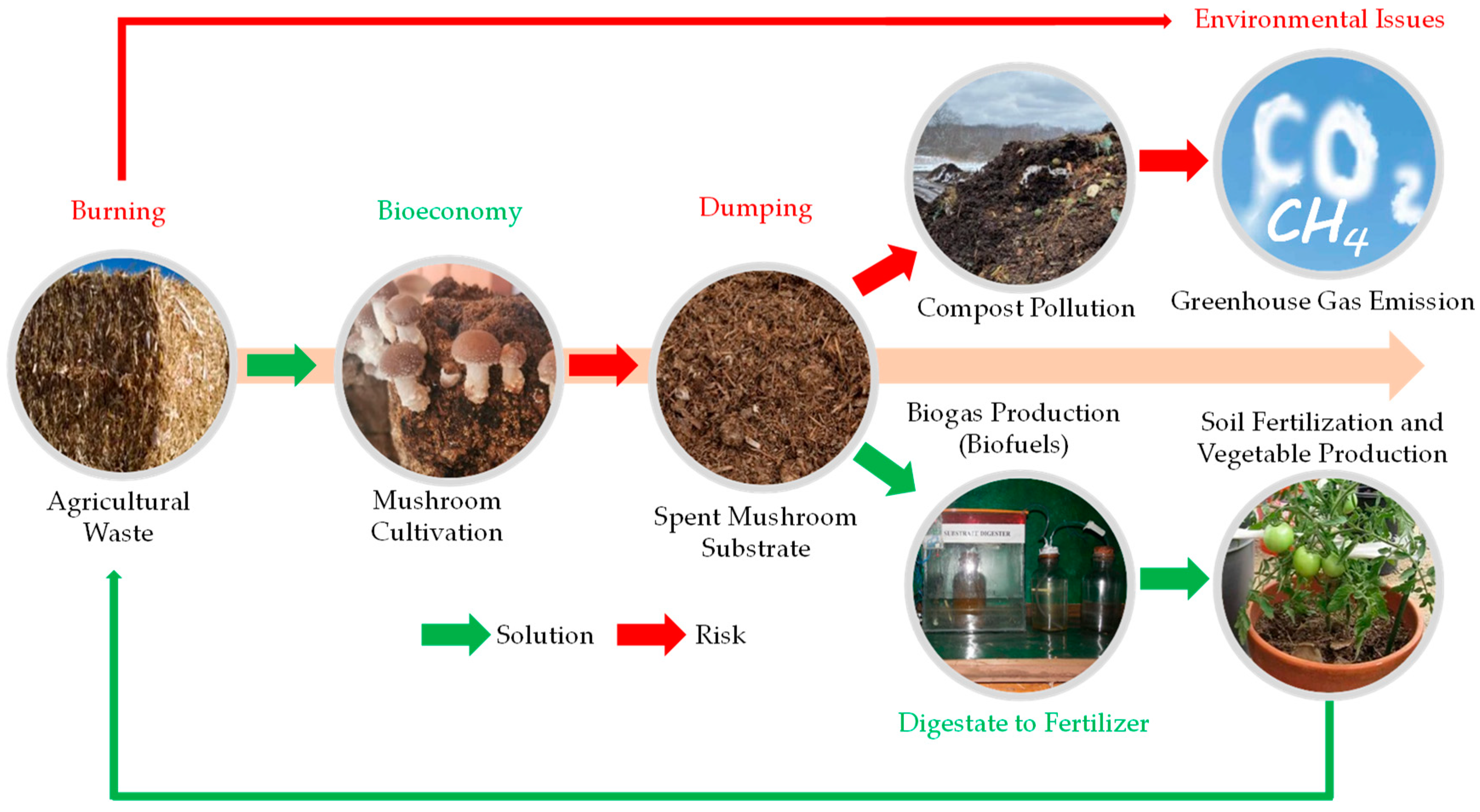 Horticulturae 08 00479 g001