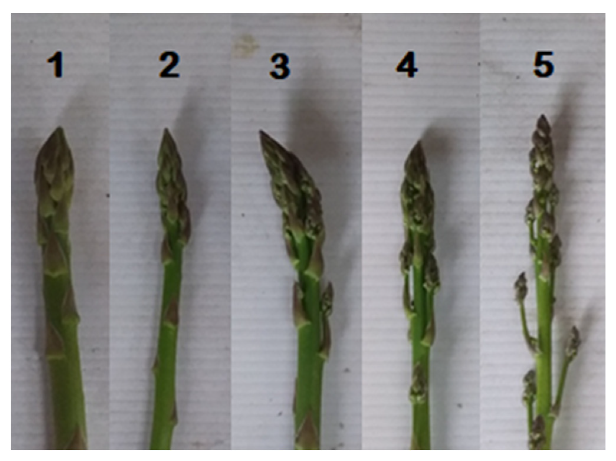 Horticulturae 08 00489 g001
