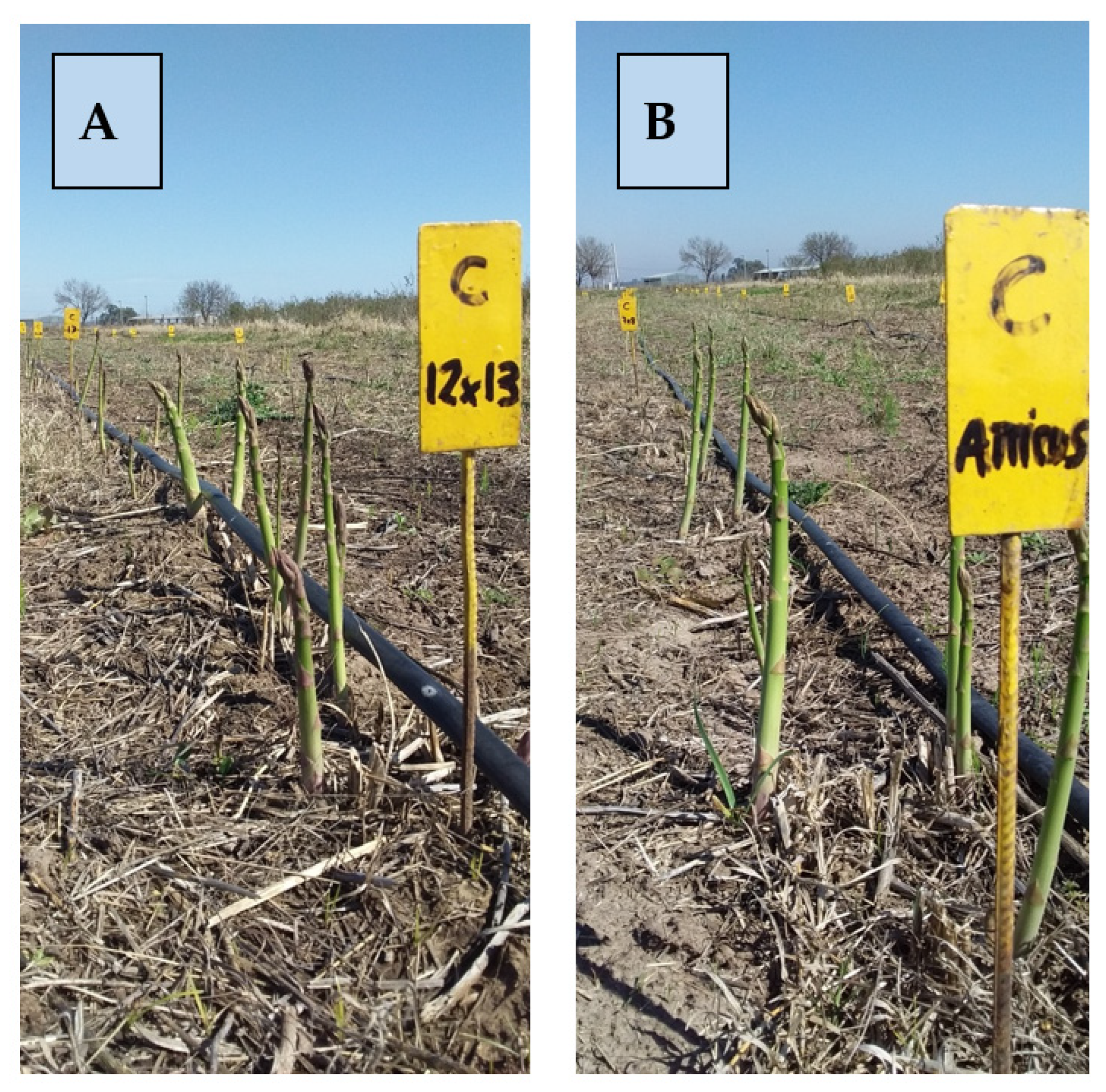 Horticulturae 08 00489 g002