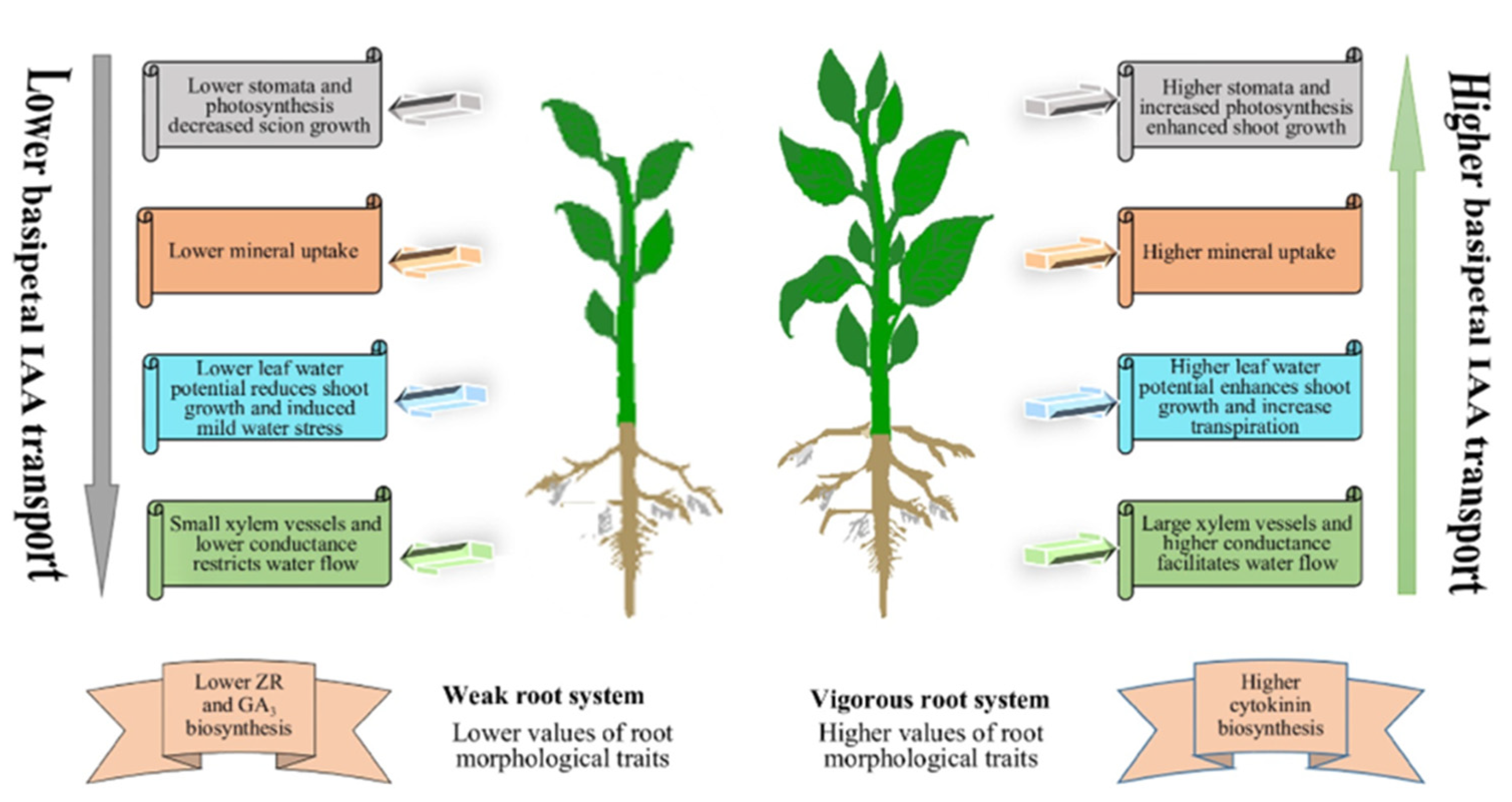 Horticulturae 08 00490 g001 Horticulturae 08 00490 g001