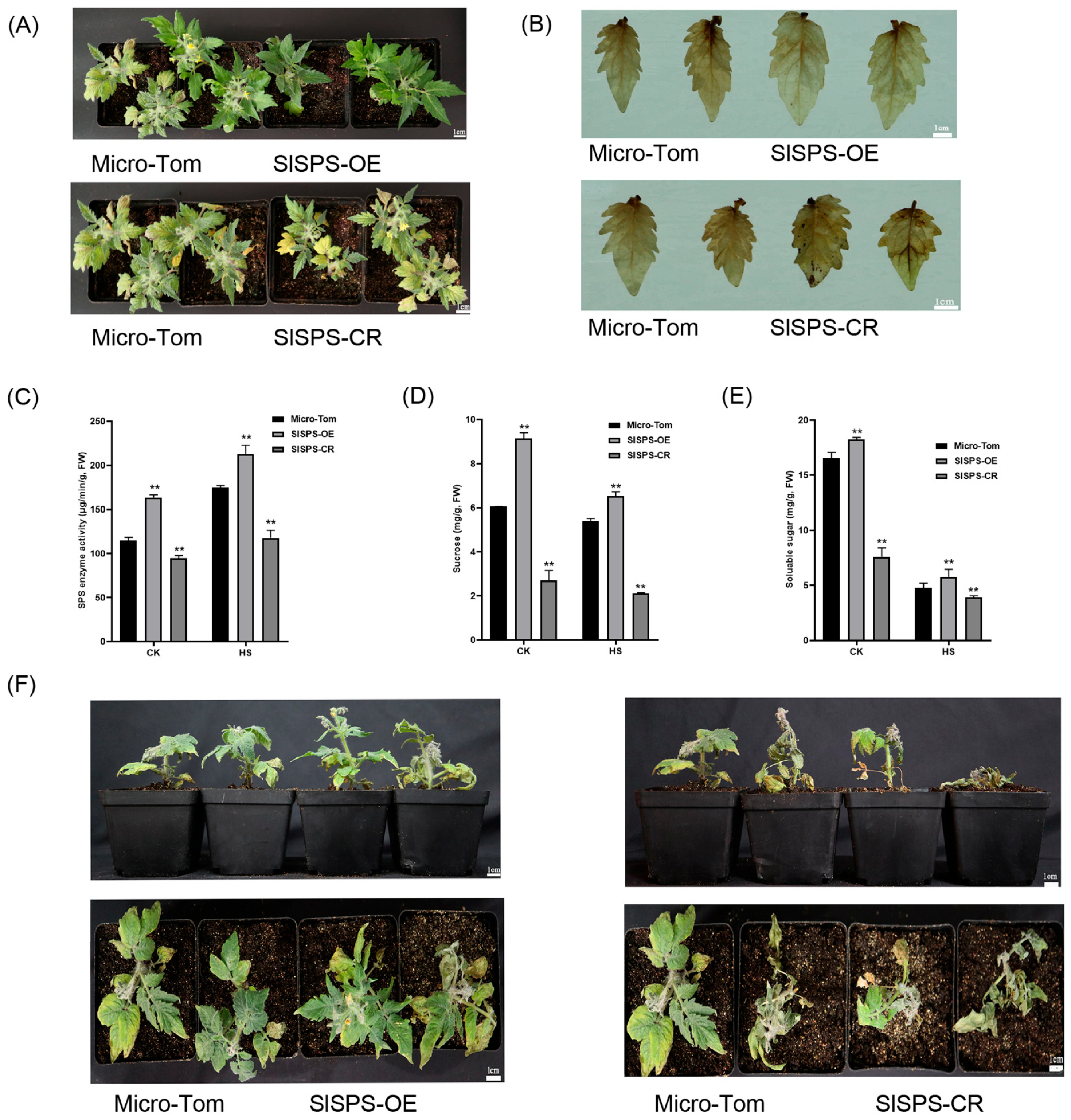 Horticulturae 08 00491 g005