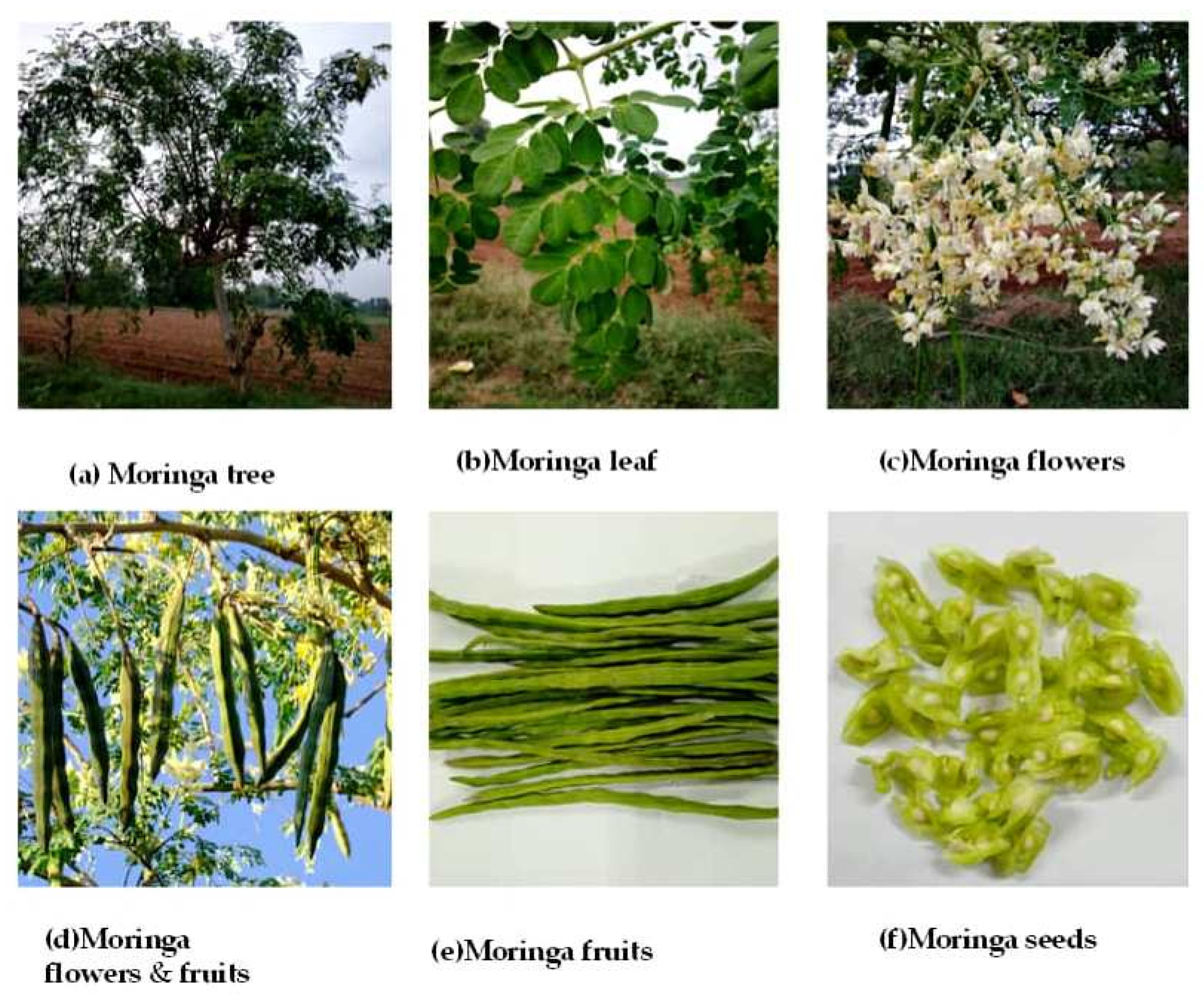 4 CUTTINGS ~ 23" EA Moringa Oleifera Miracle Drumstick Horseradish Tree Plant 