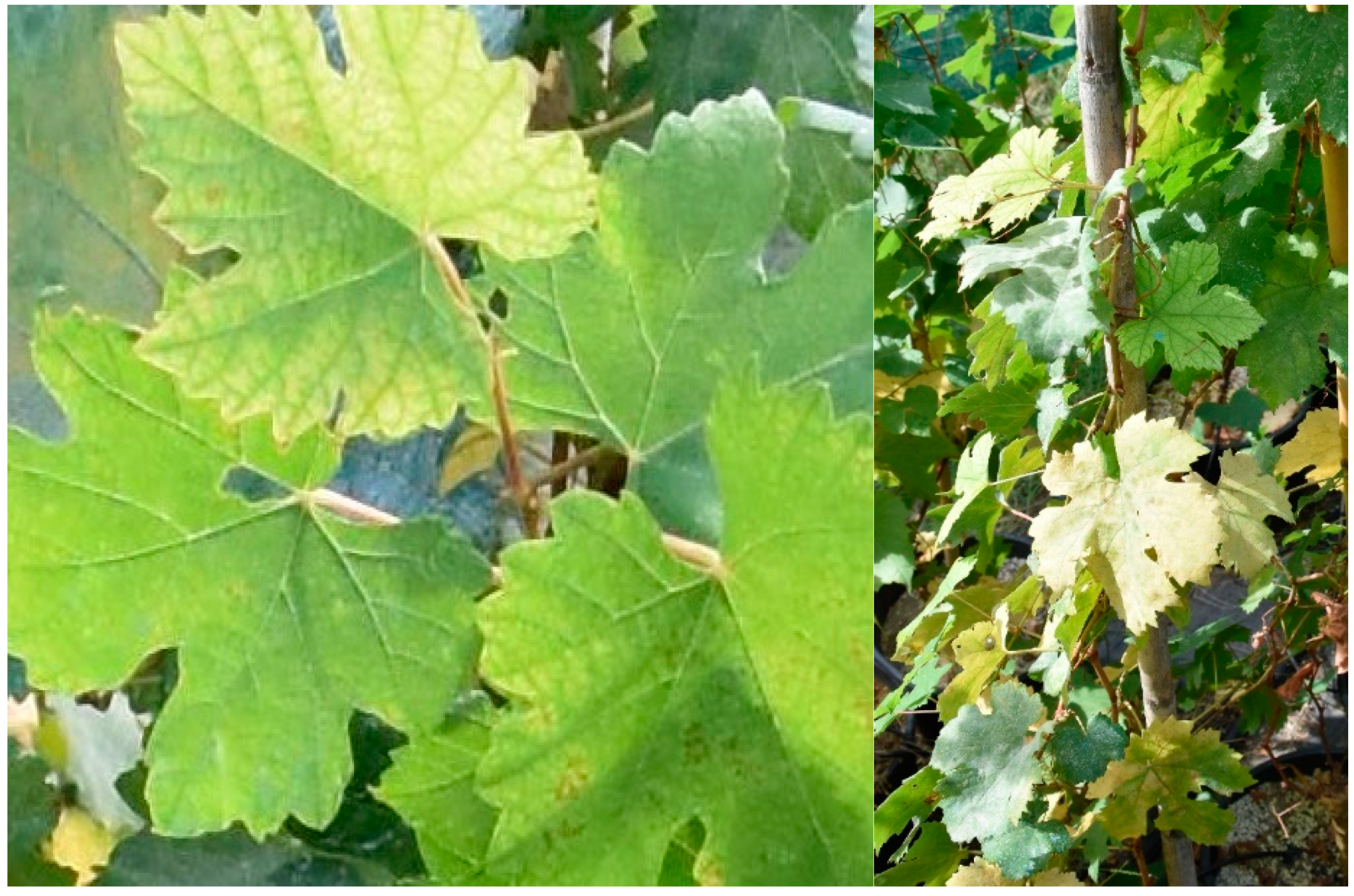 Horticulturae 08 00493 g001