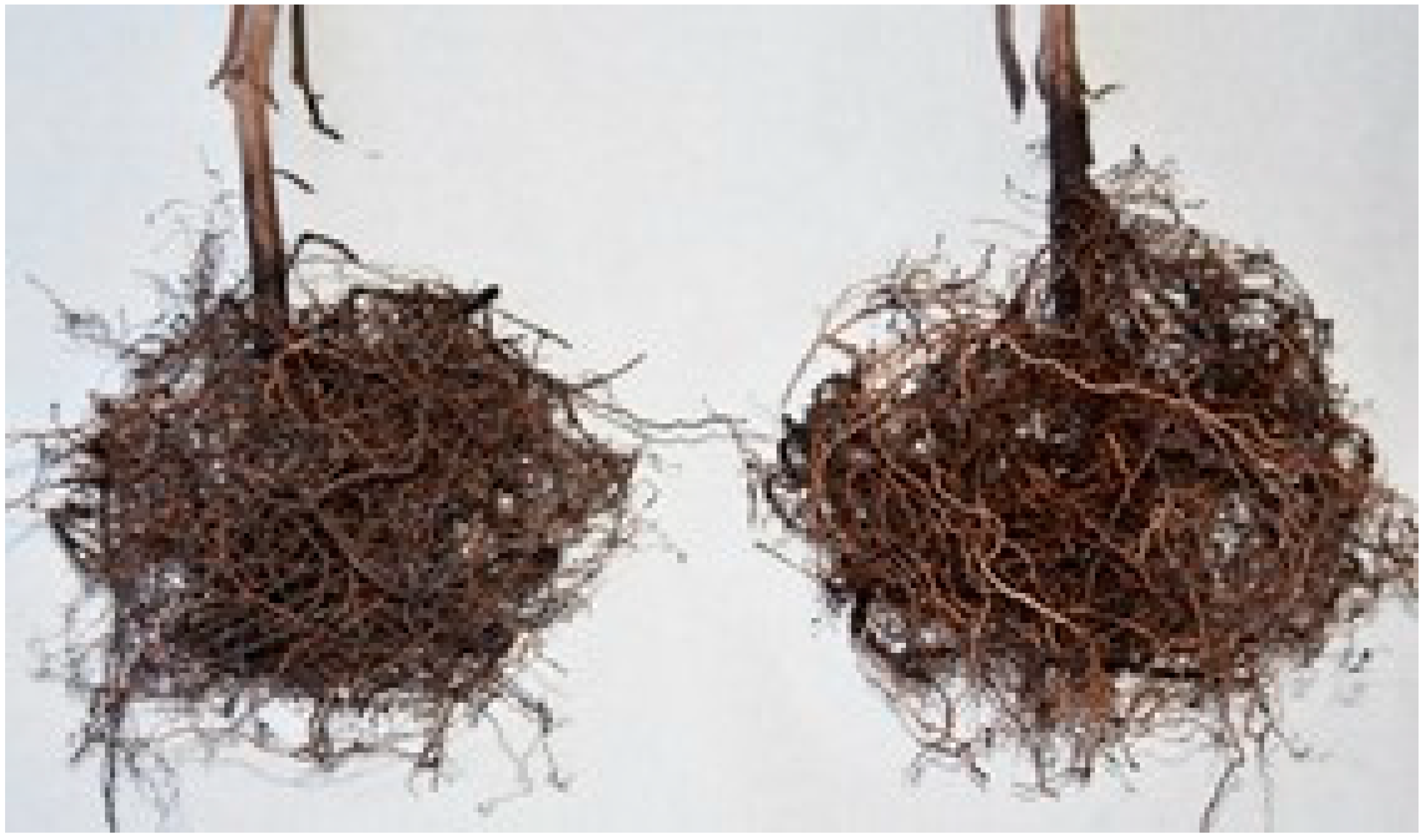 Horticulturae 08 00493 g002