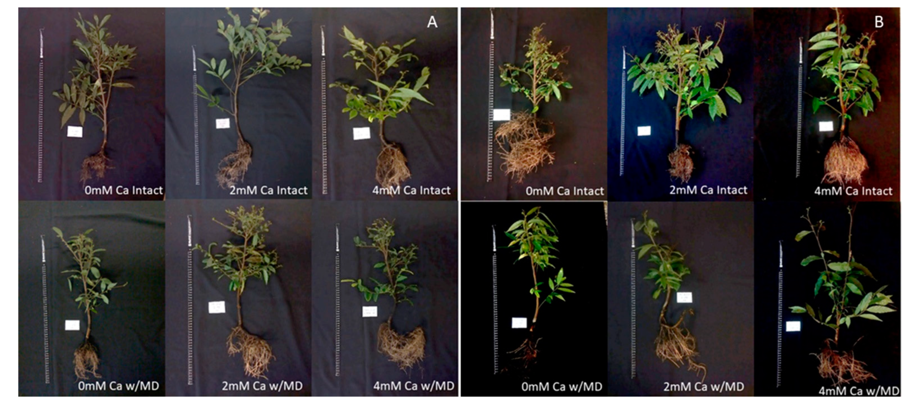 Horticulturae 08 00495 g006