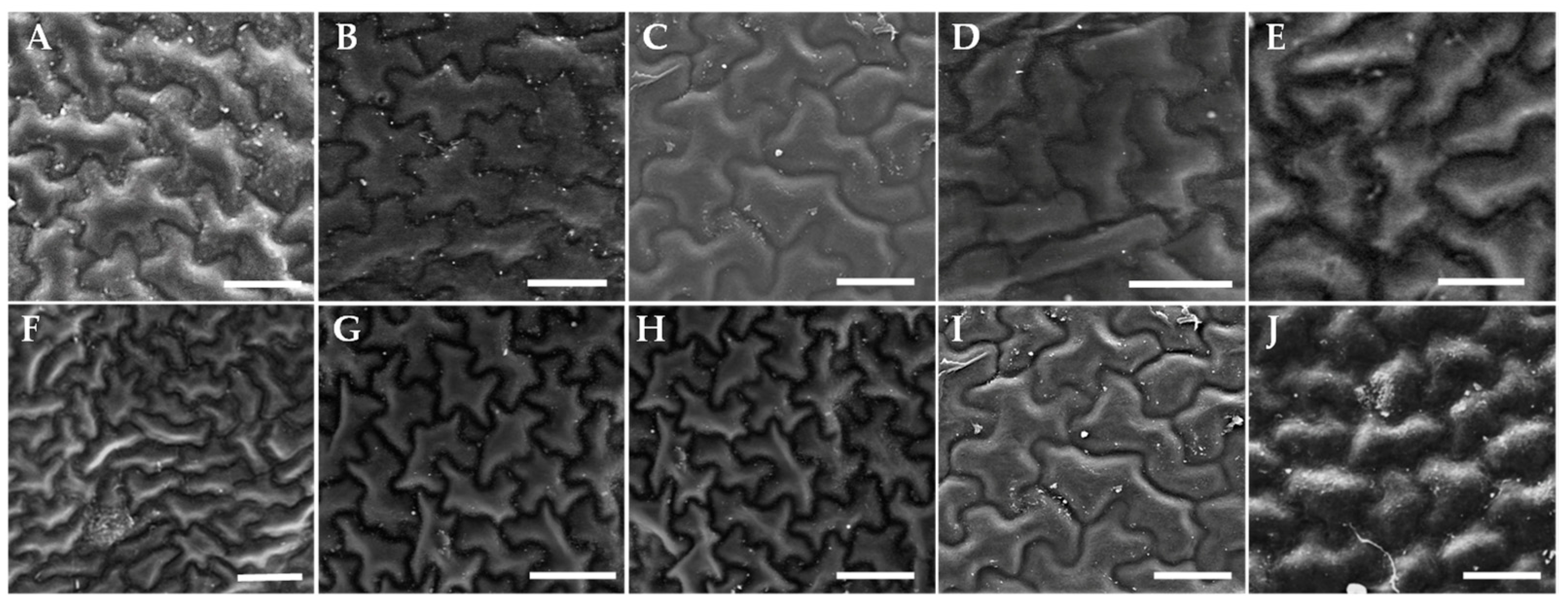 Horticulturae 08 00502 g004