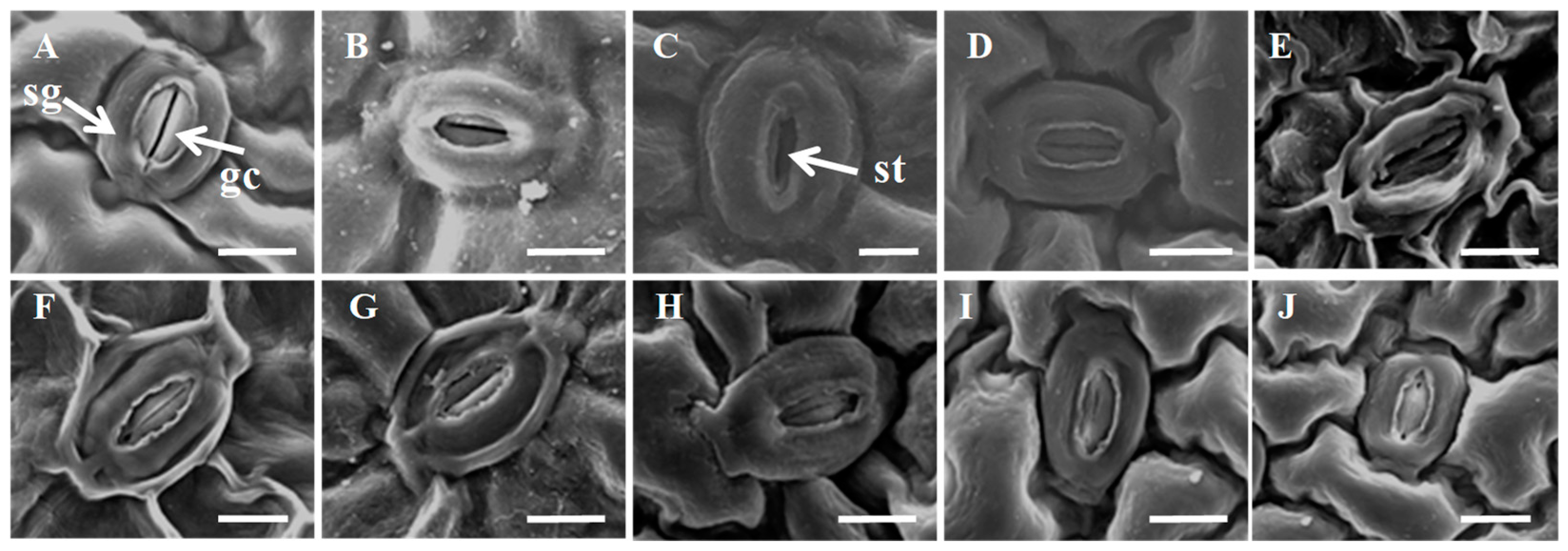 Horticulturae 08 00502 g006