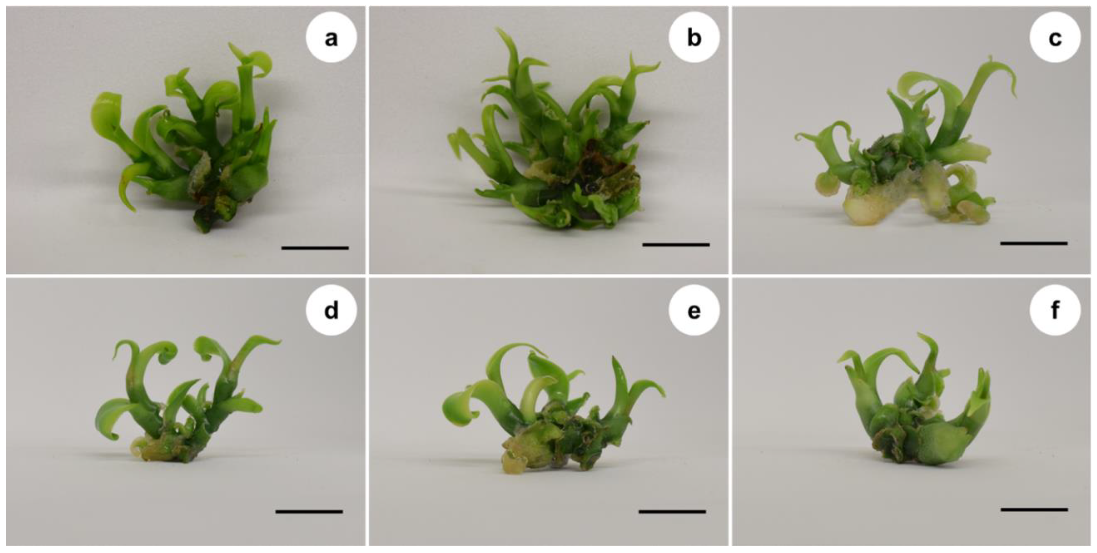 Horticulturae 08 00503 g002 550