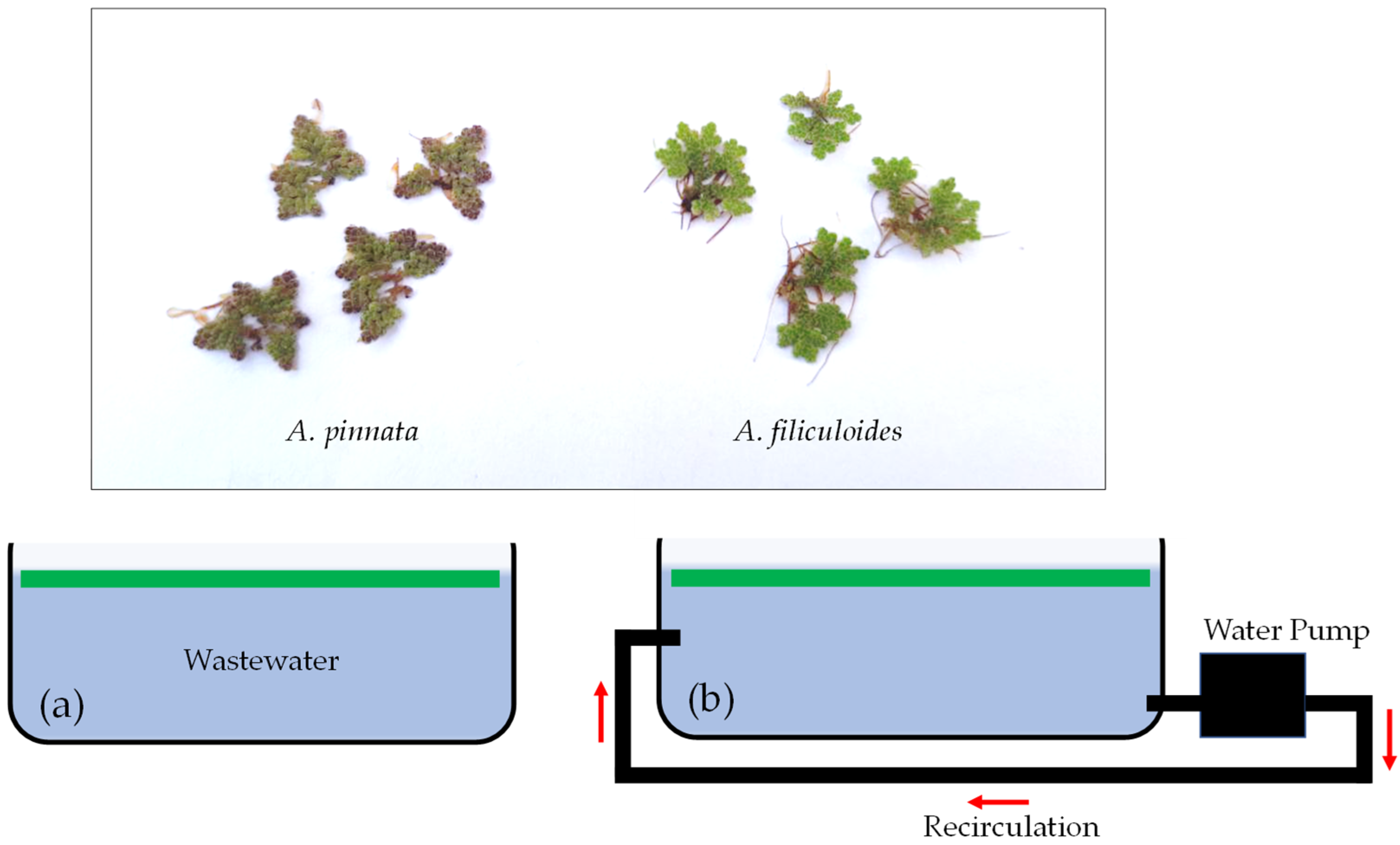 Horticulturae 08 00506 g002 550