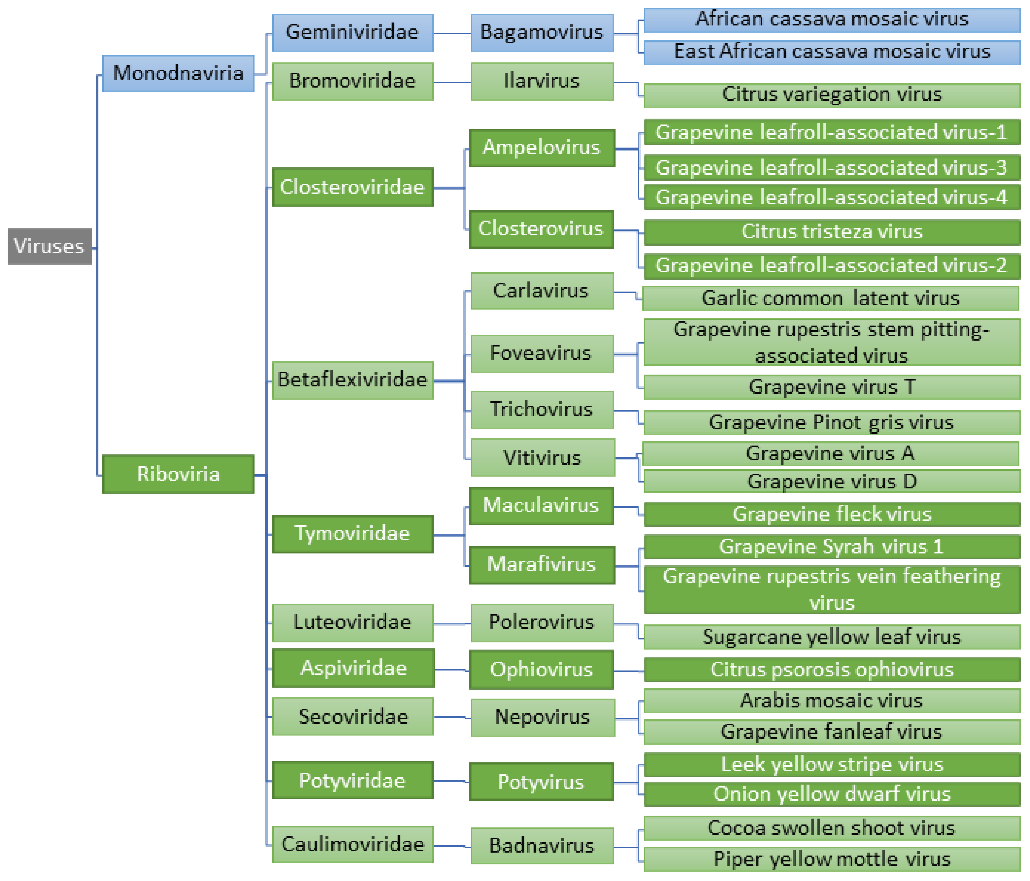 Horticulturae 08 00508 g001 Horticulturae 08 00508 g001
