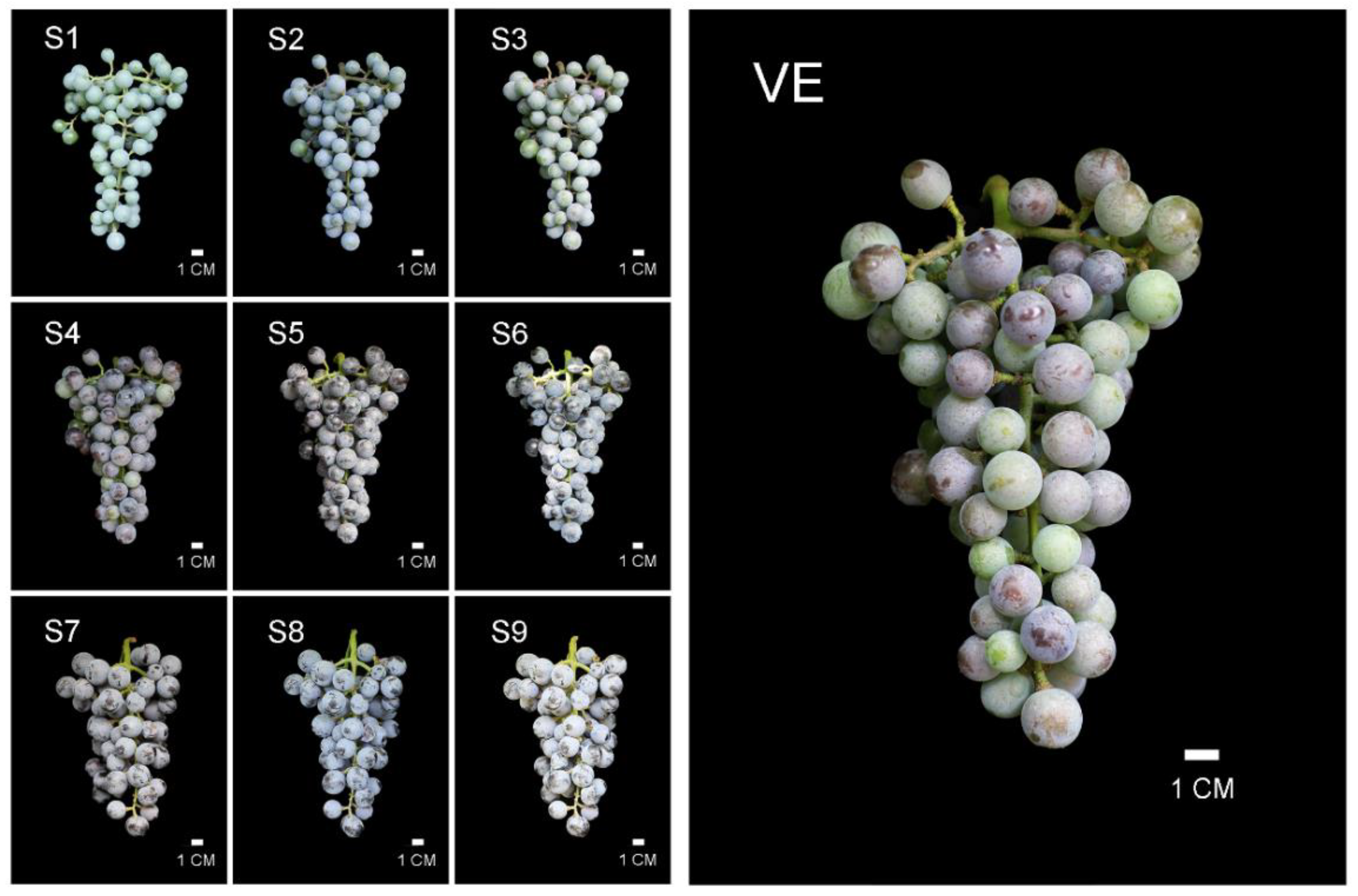 Horticulturae 08 00516 g001 550