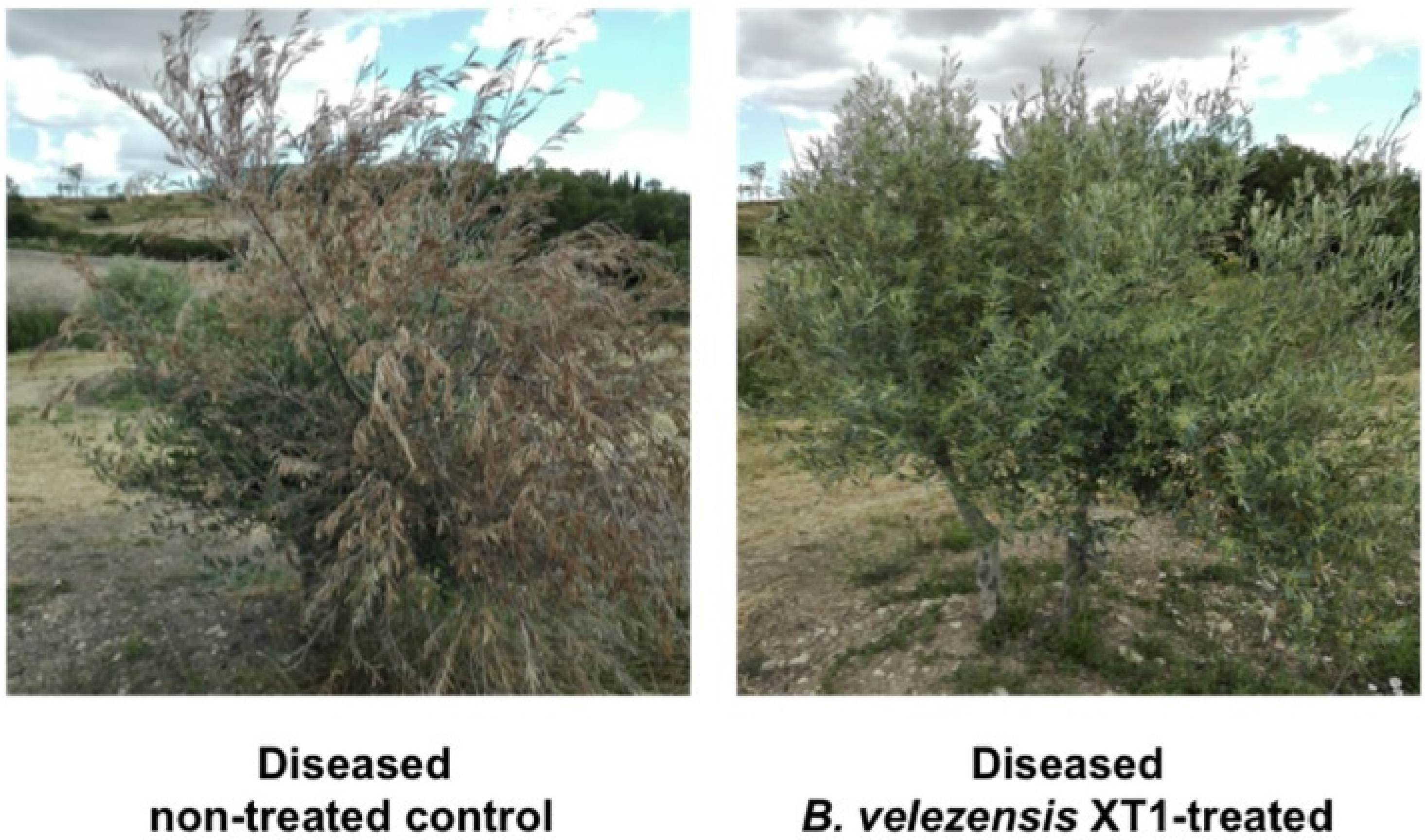 Horticulturae 08 00517 g004