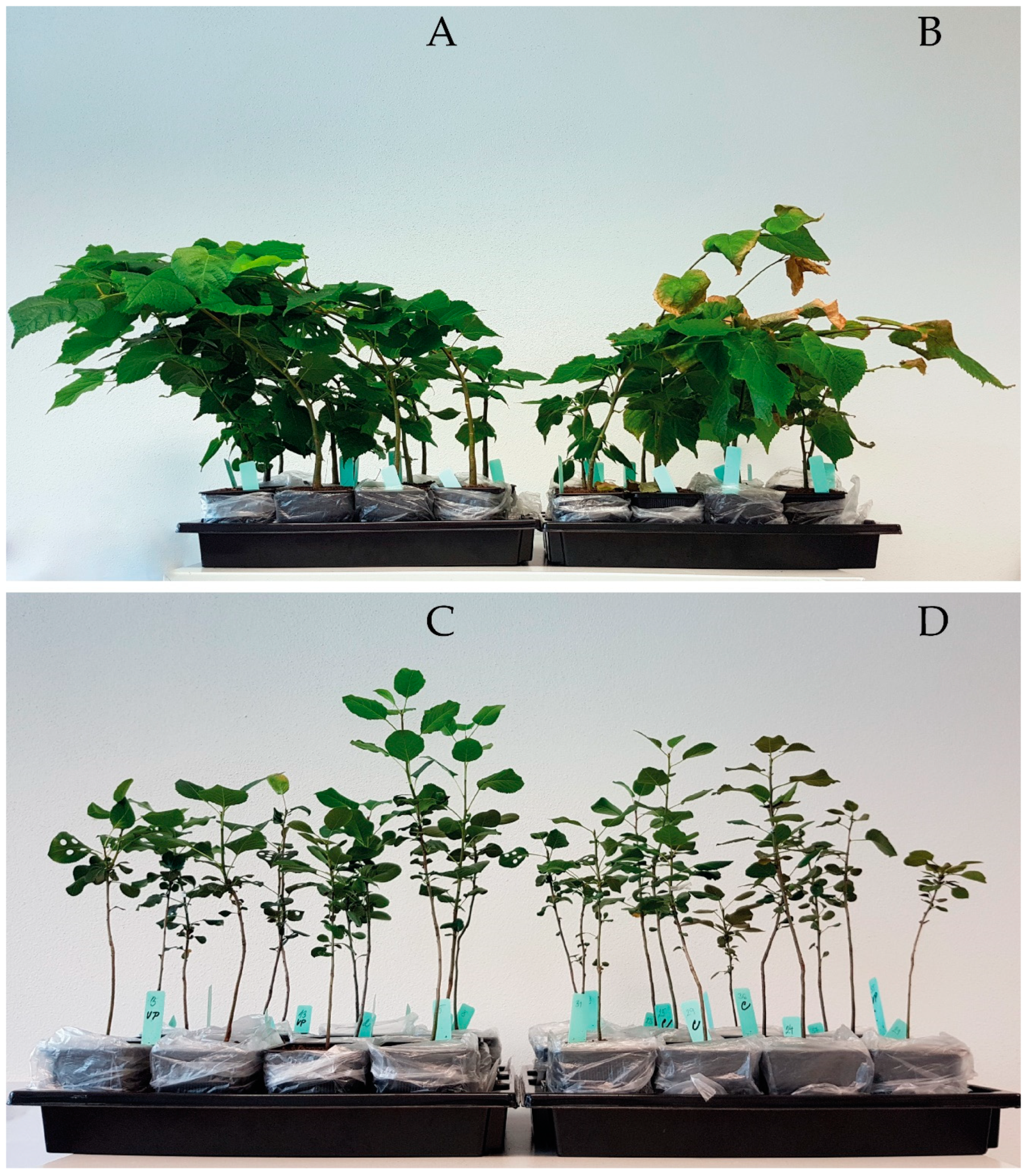 Horticulturae 08 00519 g001