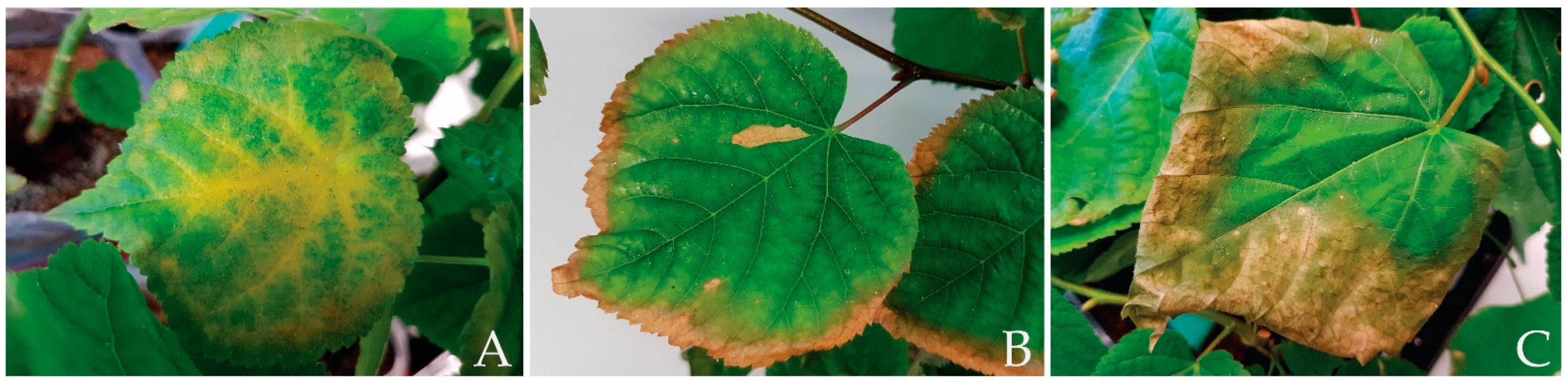 Horticulturae 08 00519 g002