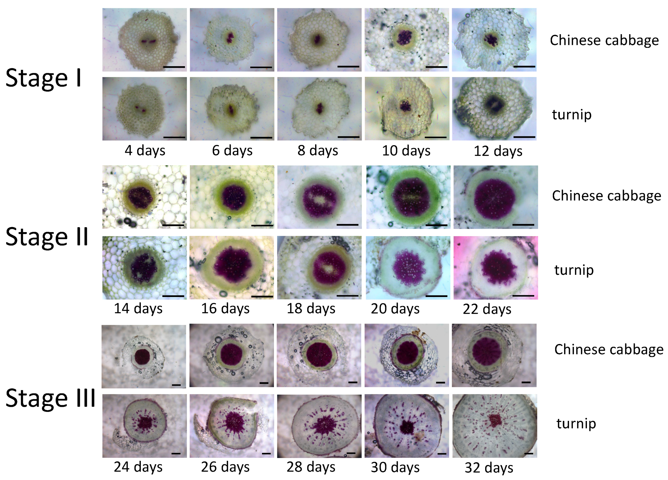 Horticulturae 08 00522 g001