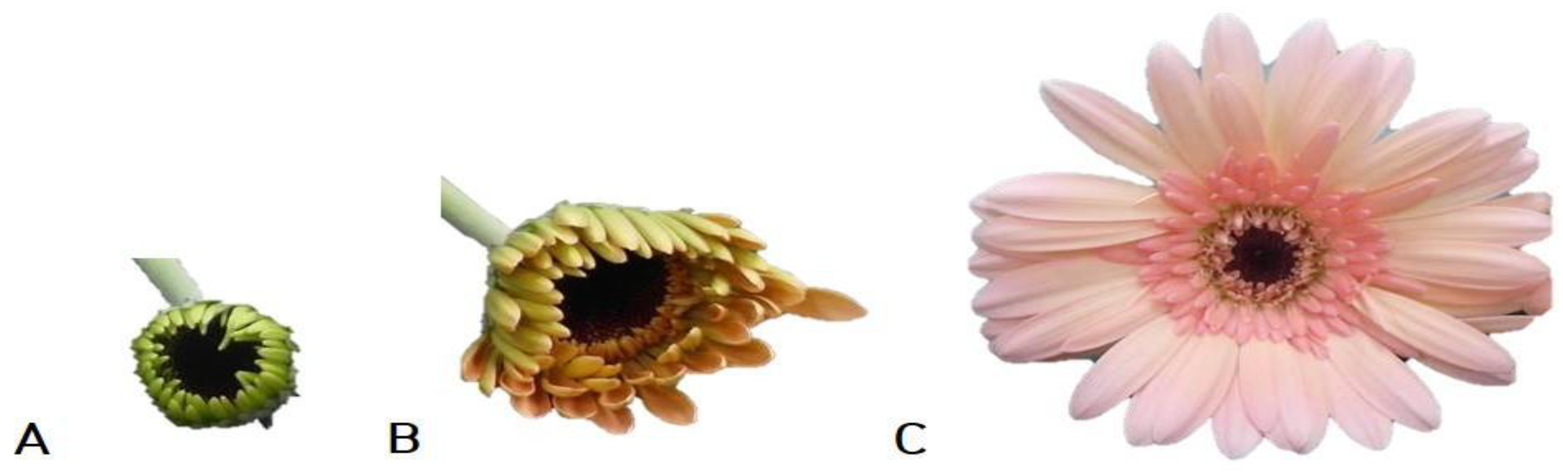 Horticulturae 08 00523 g001 Horticulturae 08 00523 g001