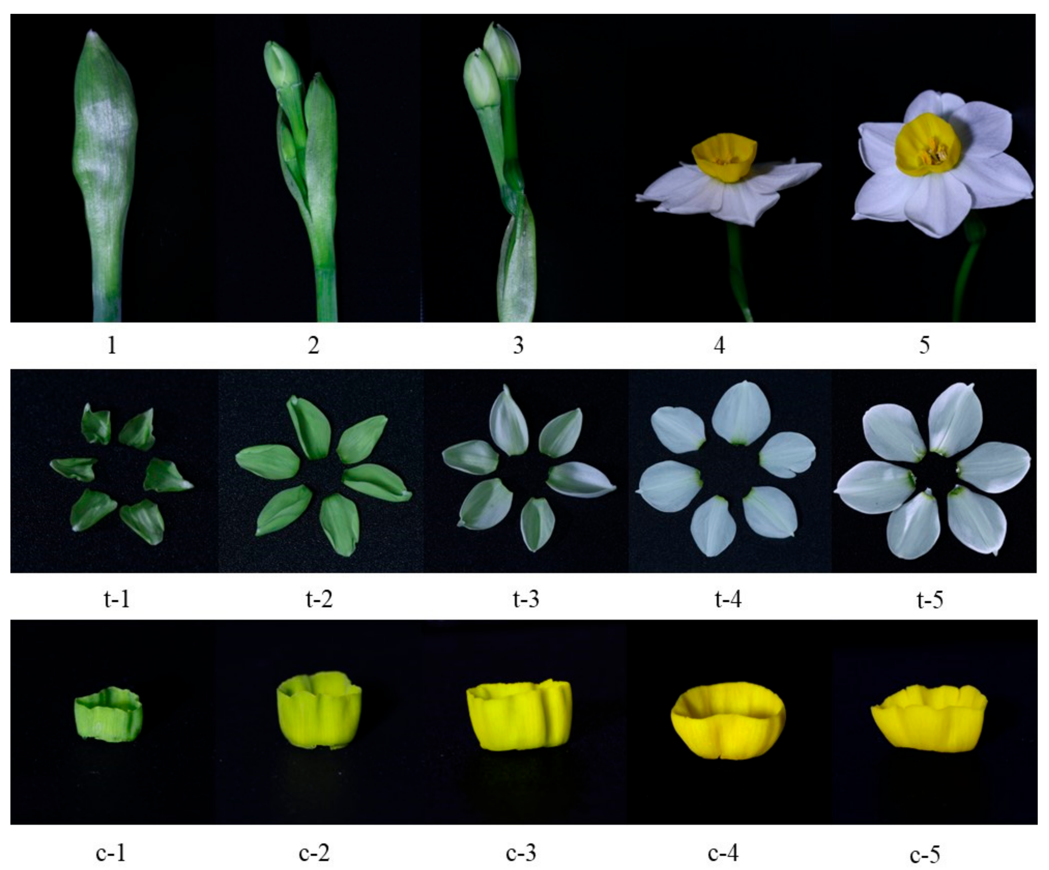 Horticulturae 08 00528 g001 550