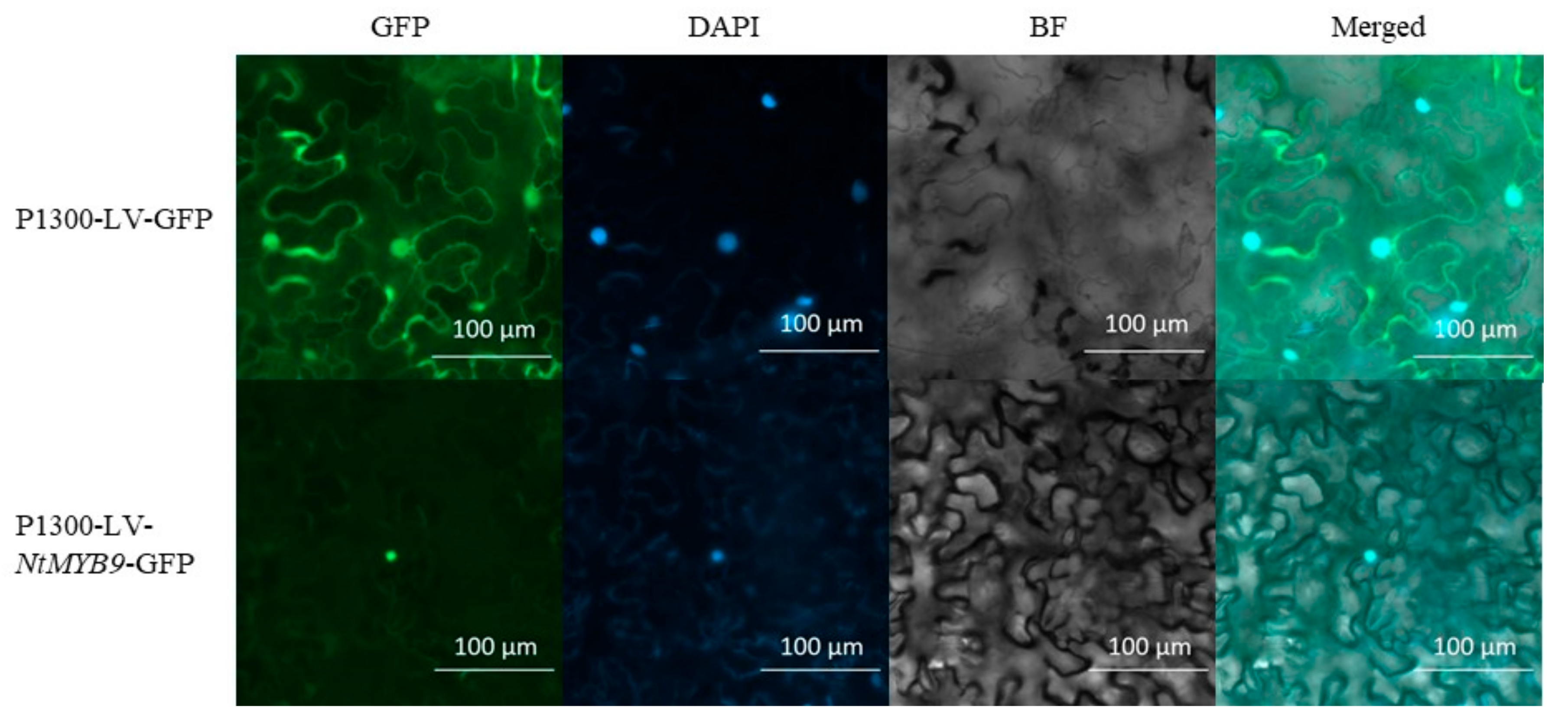 Horticulturae 08 00528 g005 550