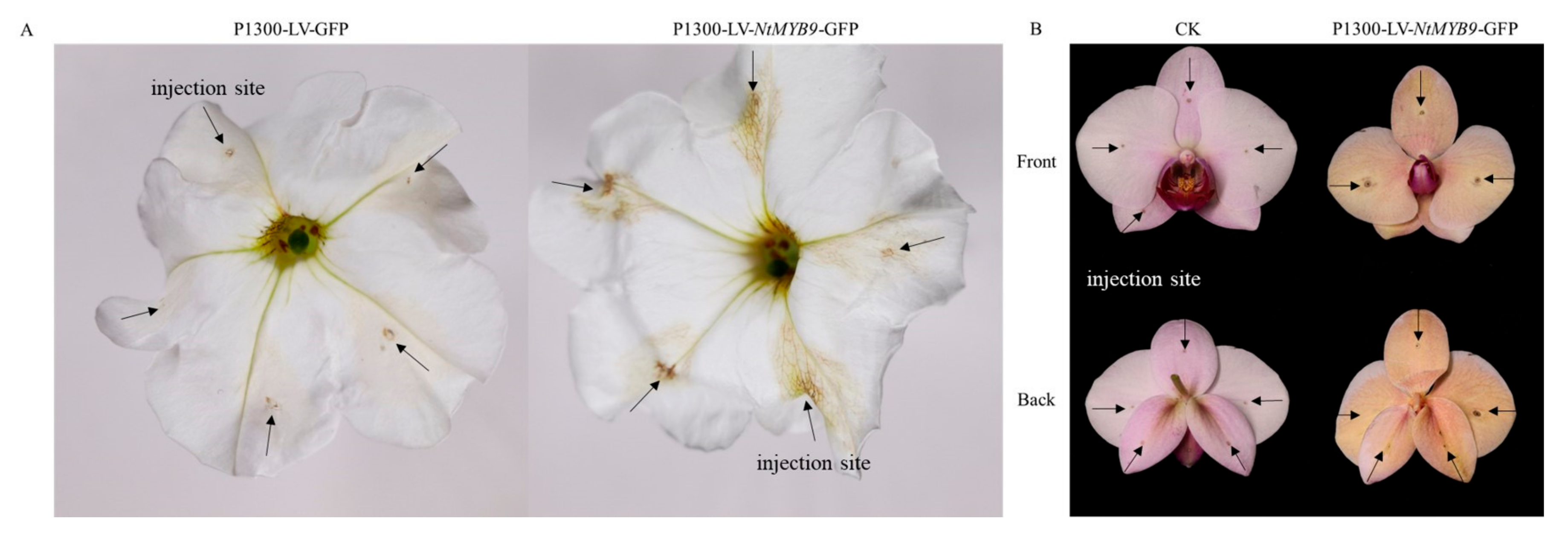 Horticulturae 08 00528 g007 550
