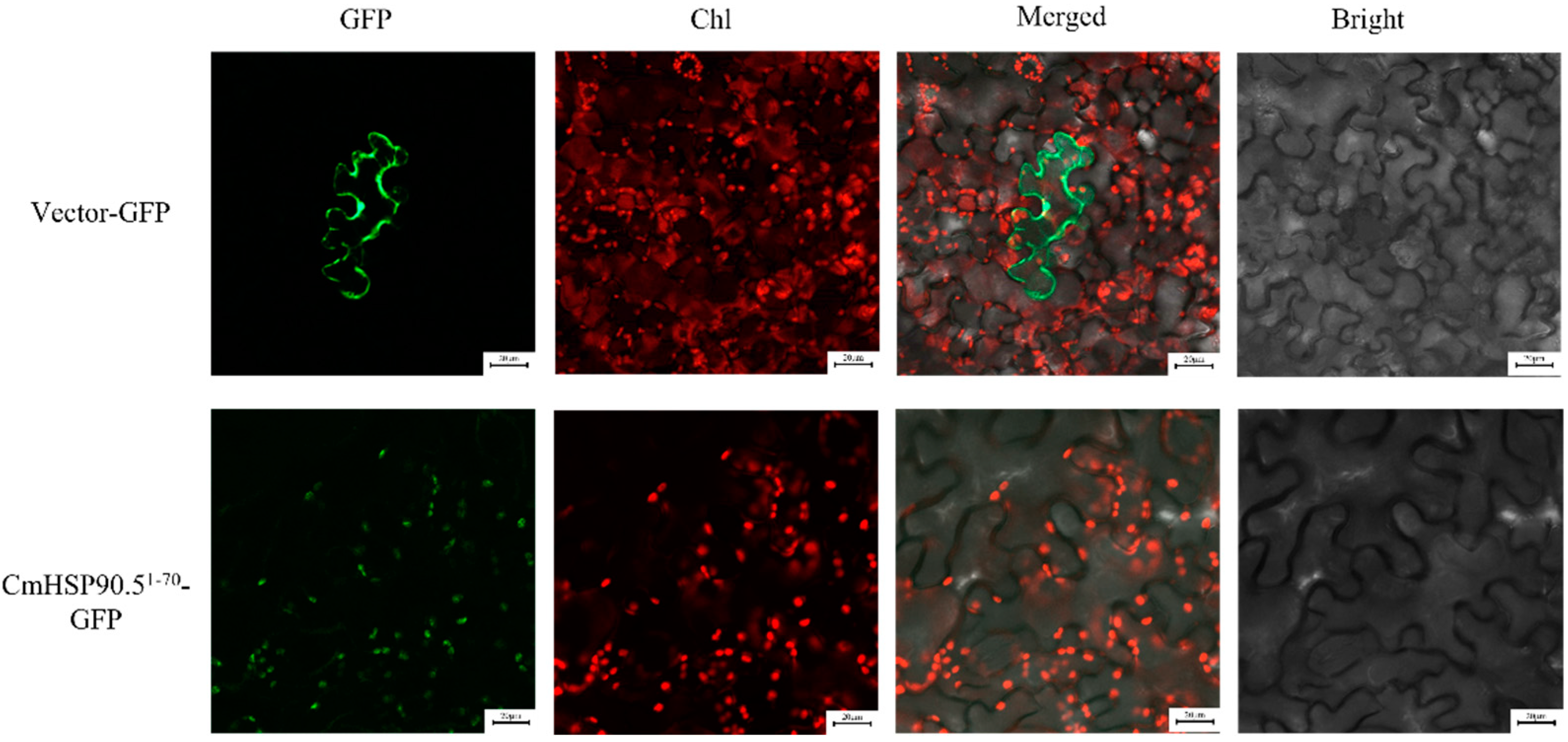 Horticulturae 08 00532 g004