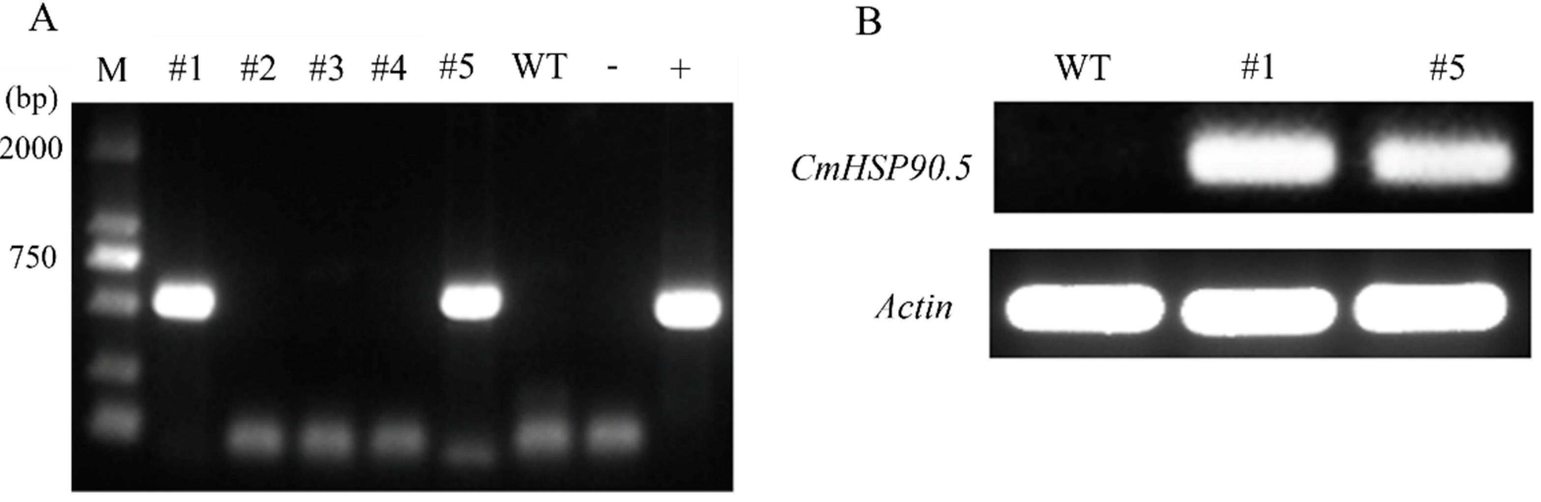 Horticulturae 08 00532 g005