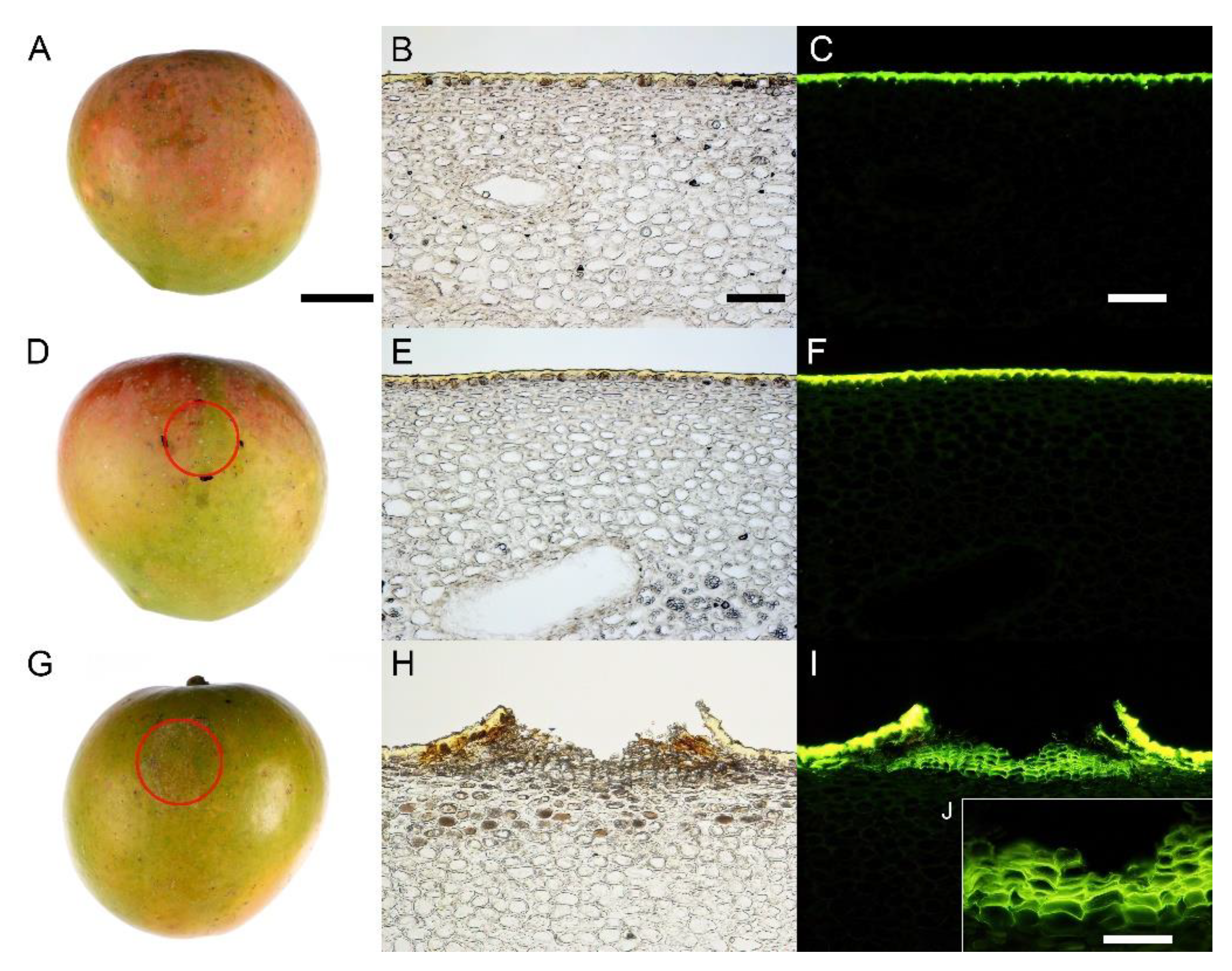 Horticulturae 08 00545 g005