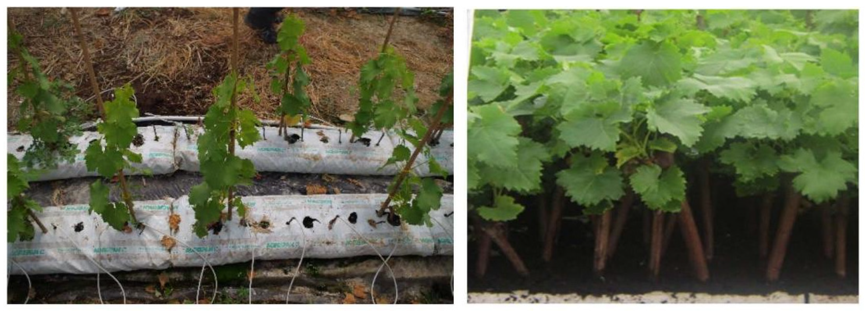 Horticulturae 08 00553 g007 Horticulturae 08 00553 g007