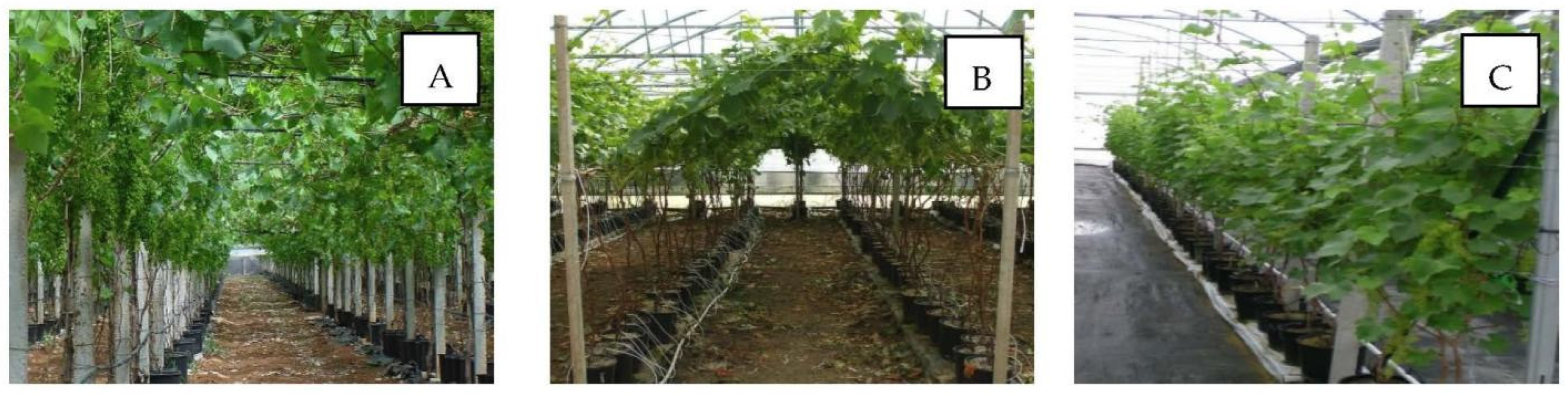 Horticulturae 08 00553 g008 Horticulturae 08 00553 g008