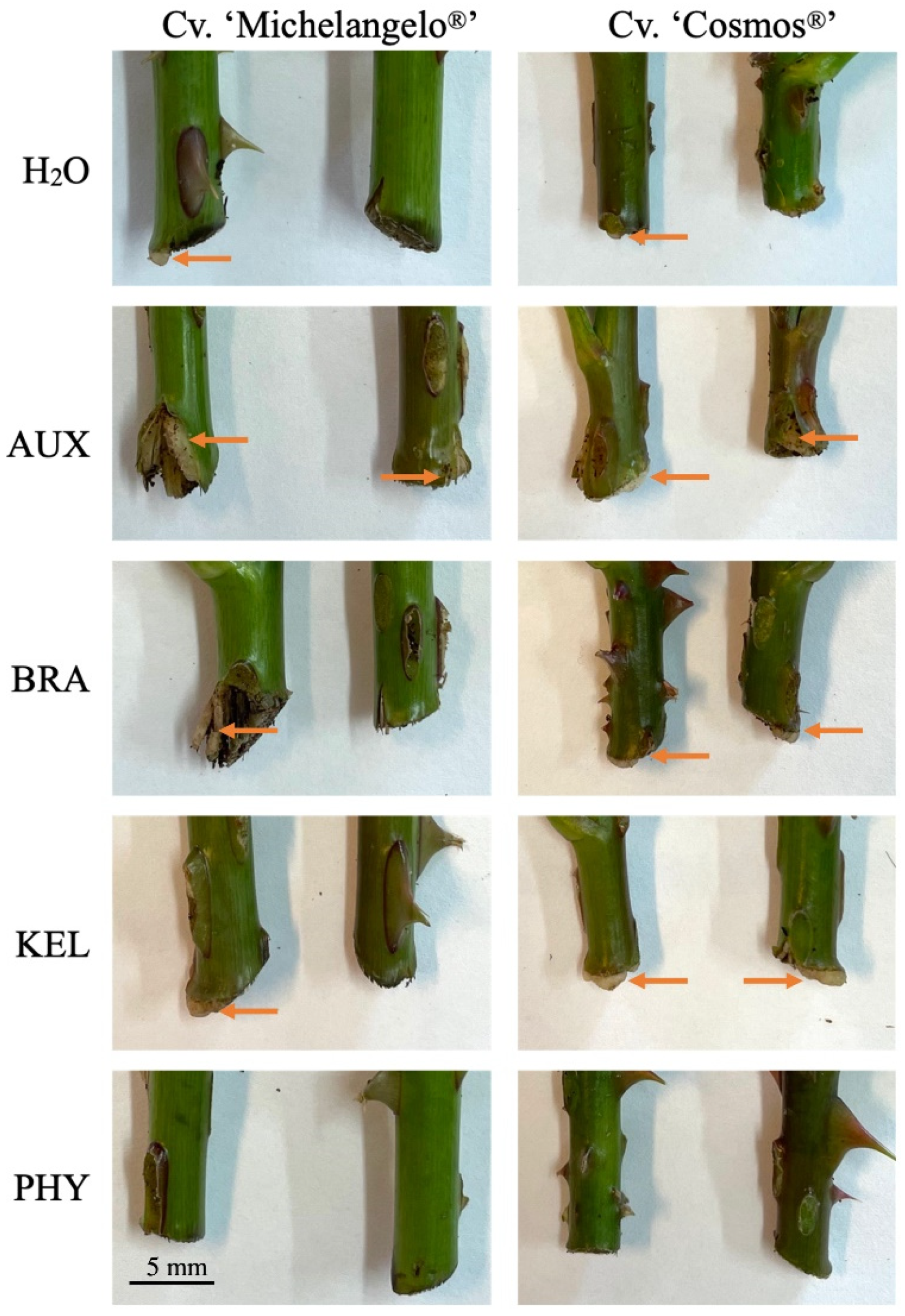 Horticulturae 08 00561 g002 550