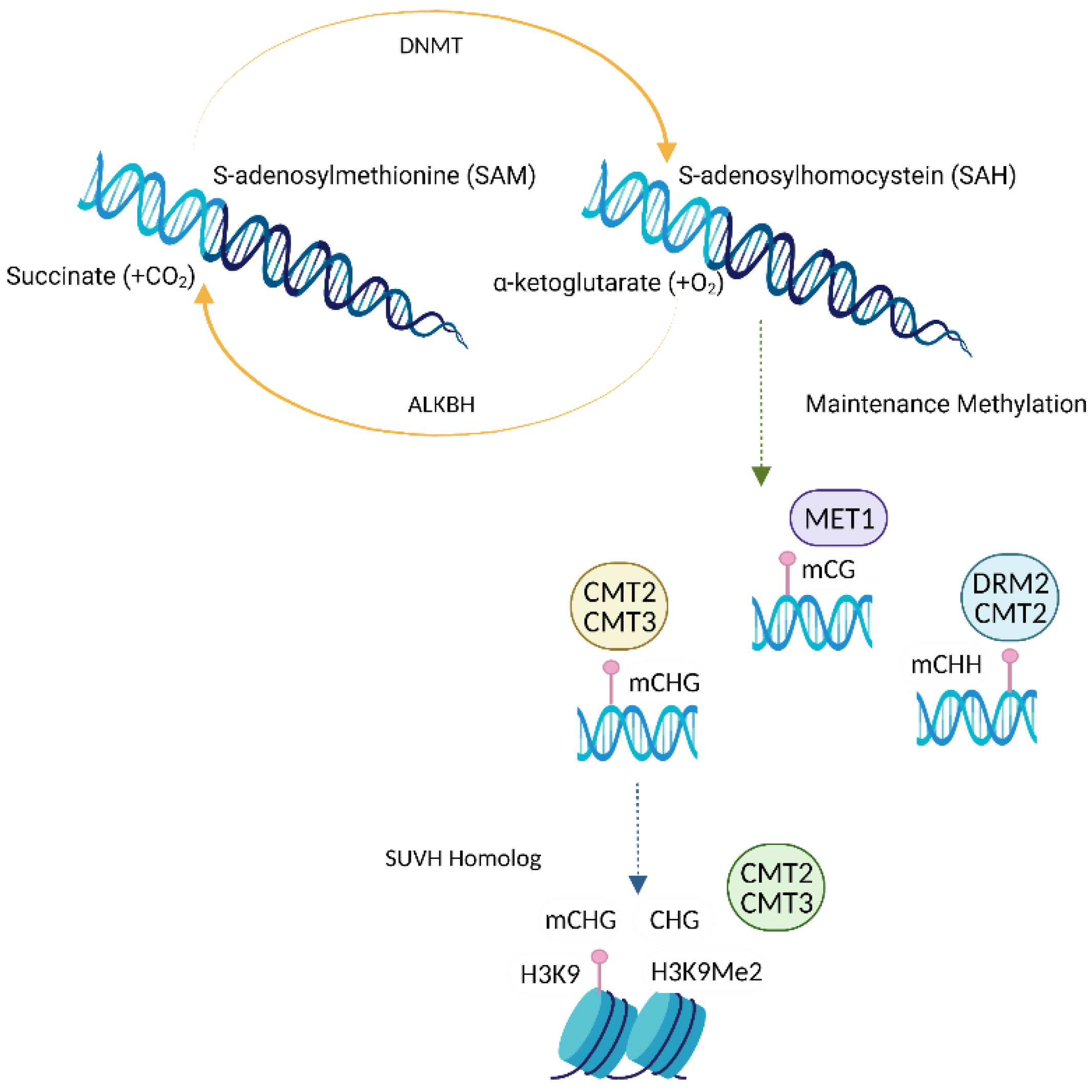 Horticulturae 08 00562 g001 Horticulturae 08 00562 g001