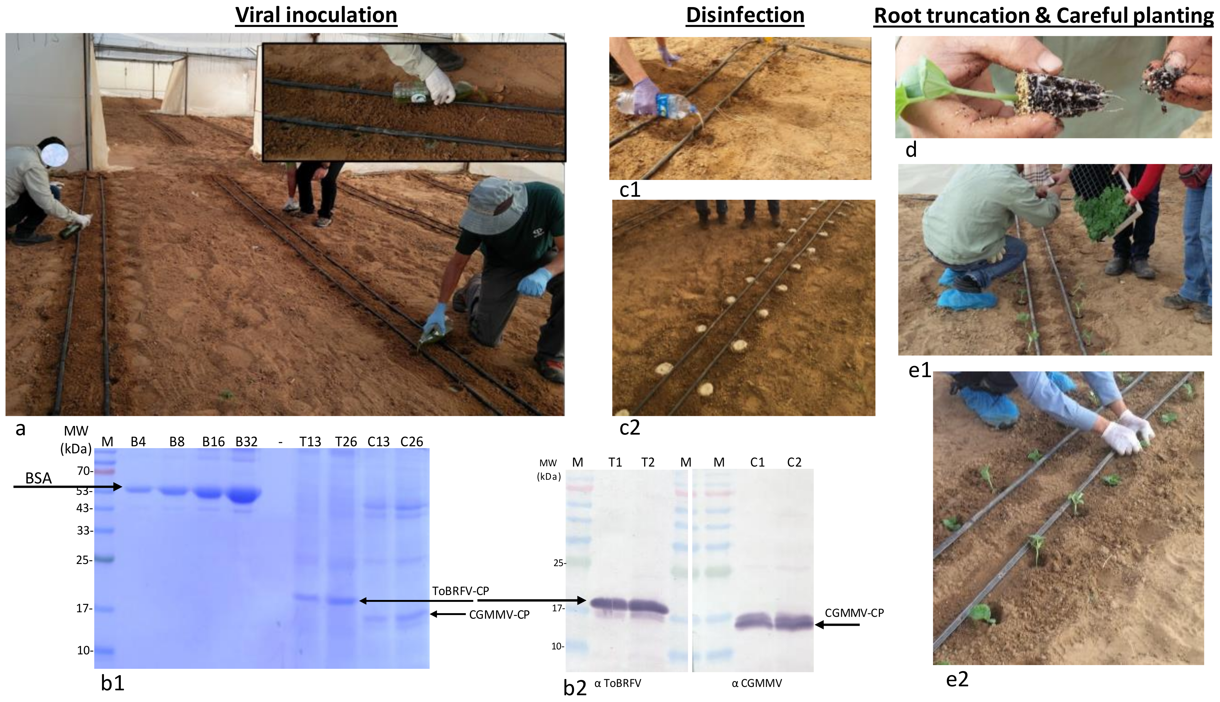 Horticulturae 08 00563 g001 550