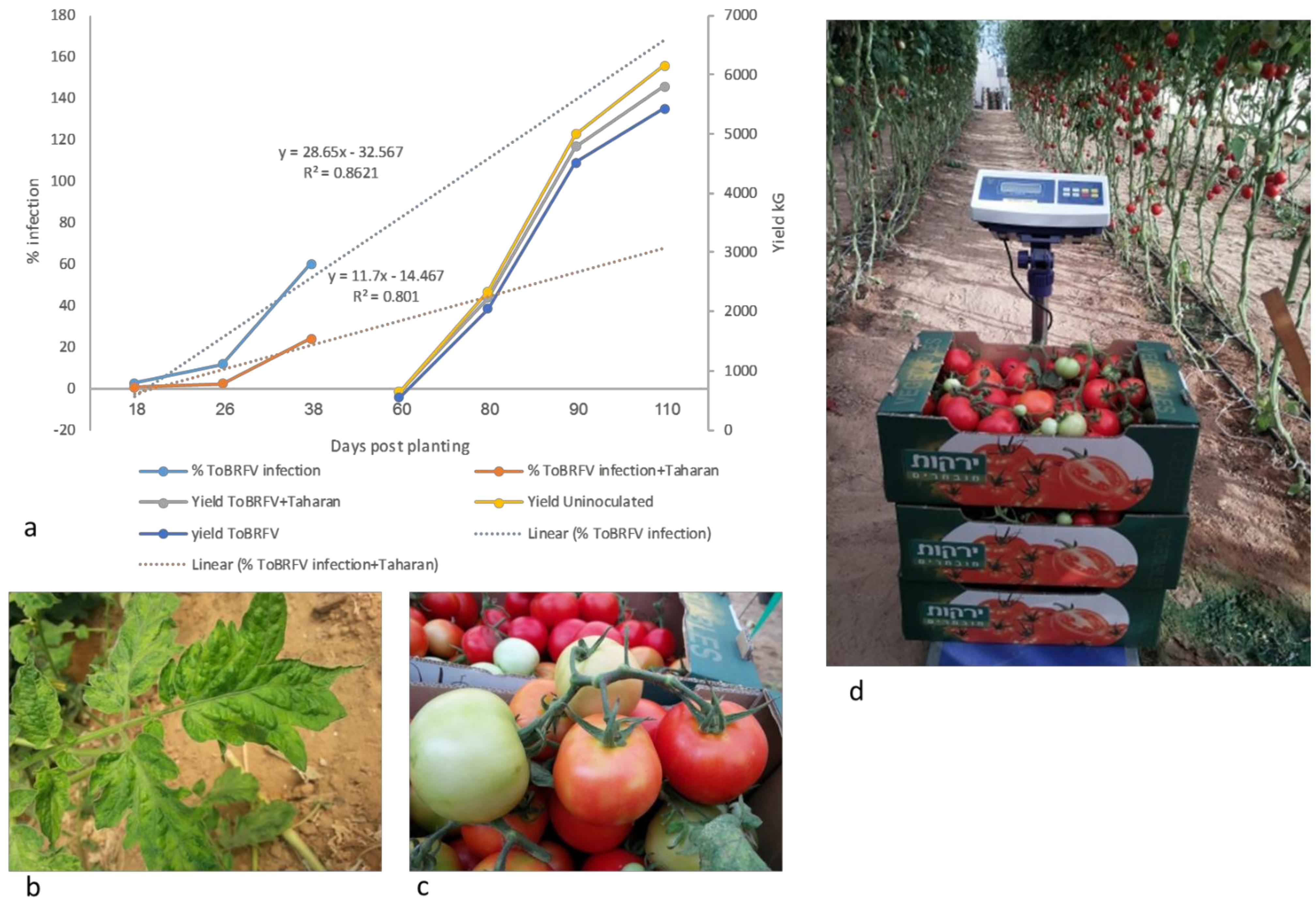 Horticulturae 08 00563 g003 550