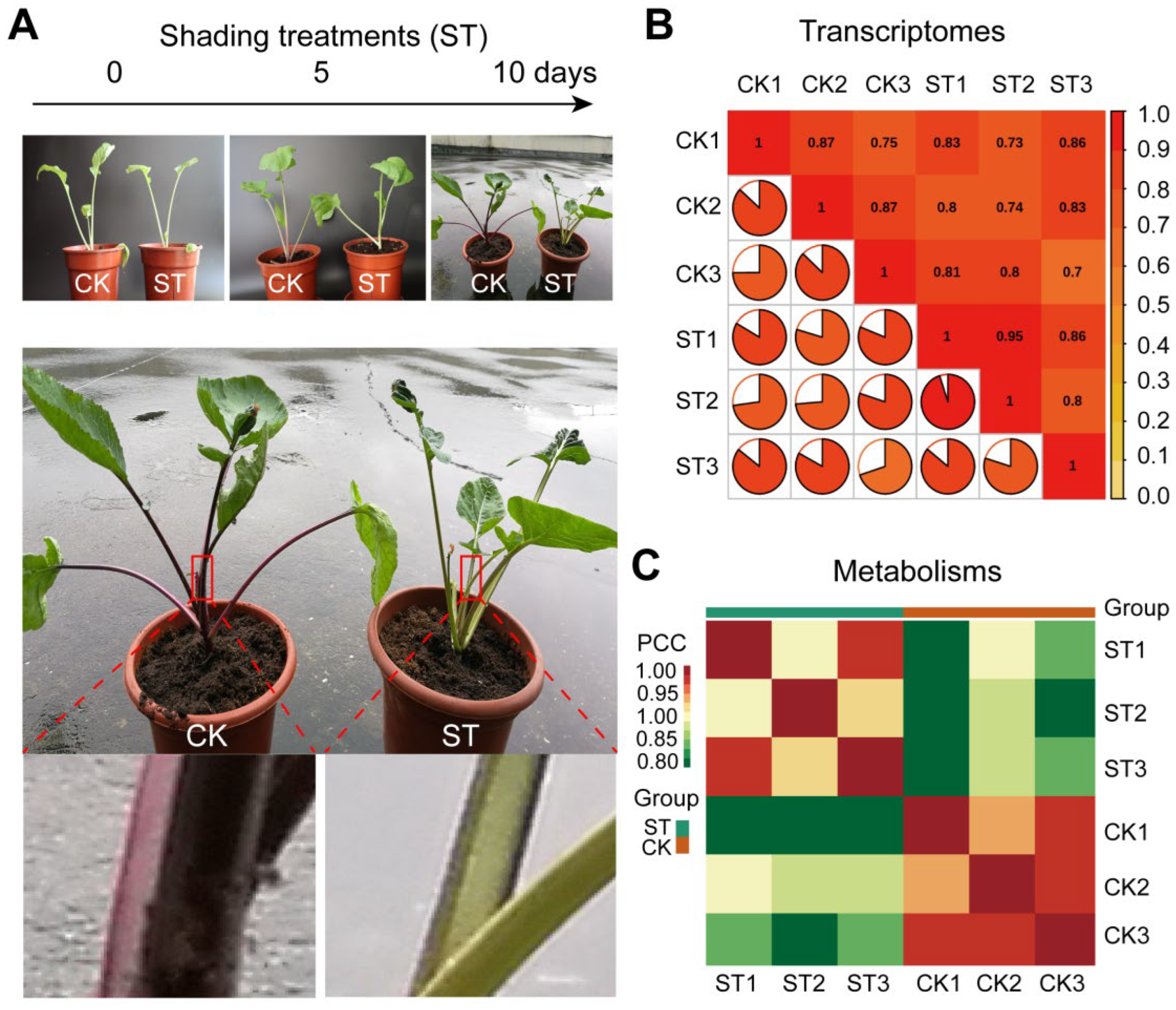 Horticulturae 08 00566 g001