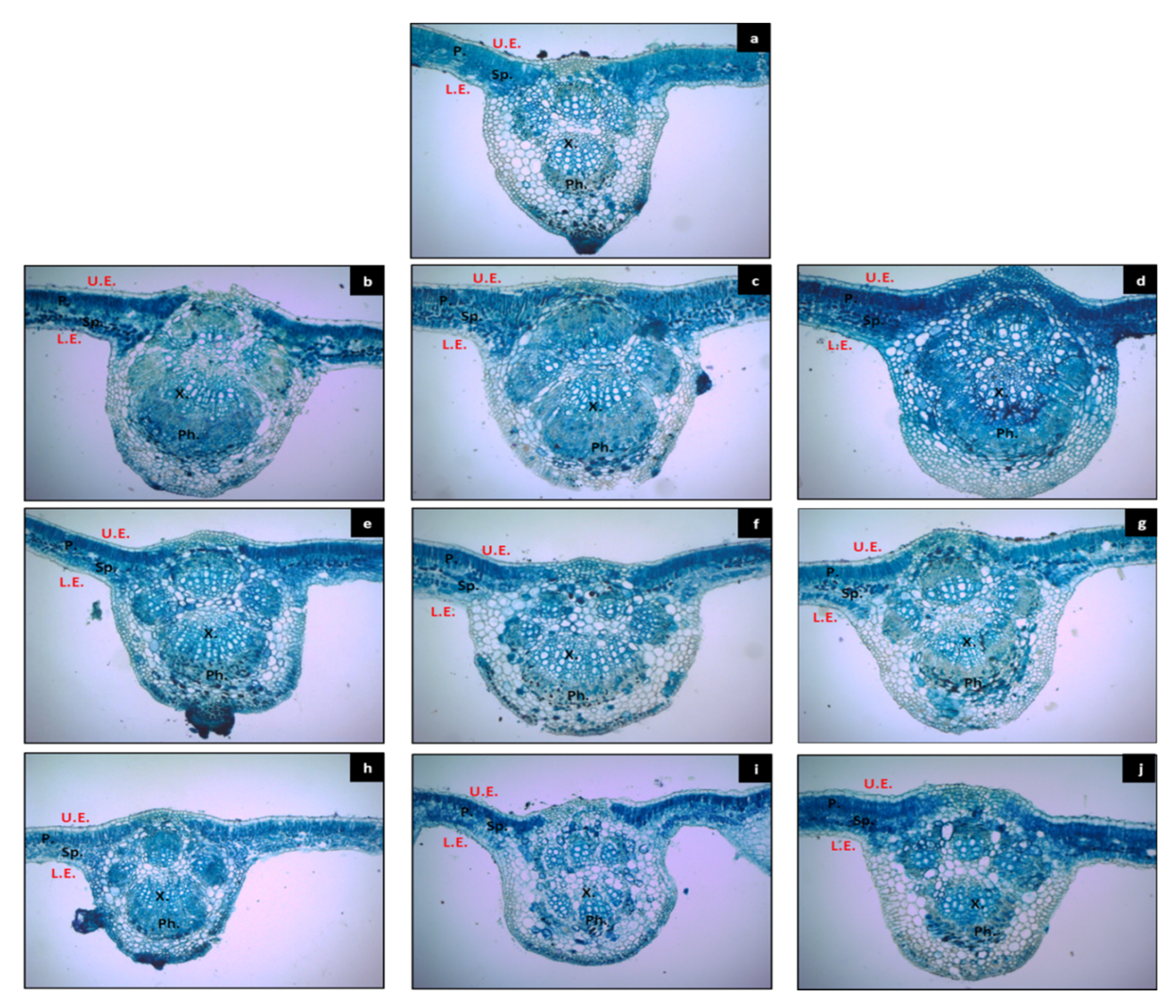 Horticulturae 08 00568 g004