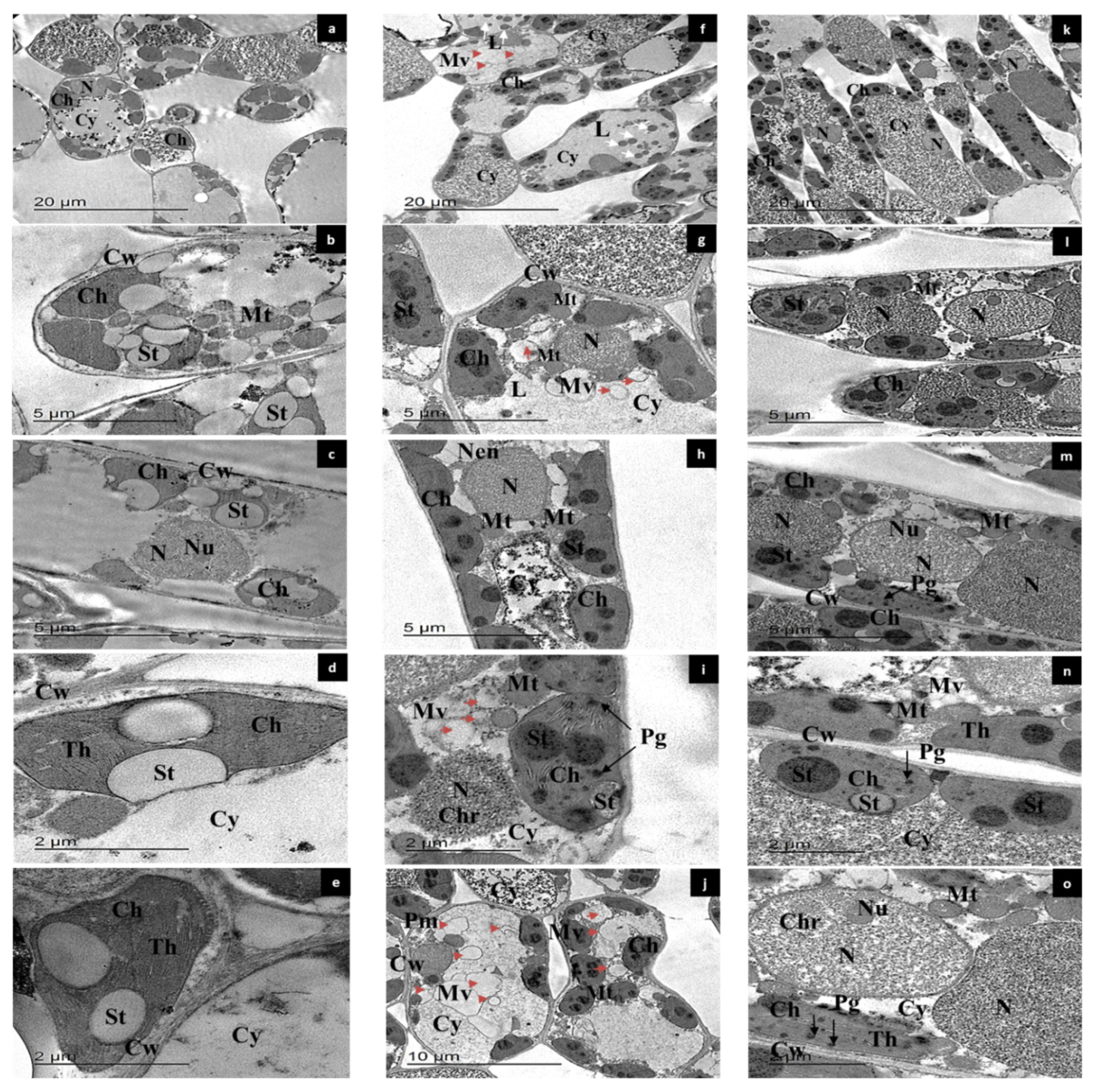 Horticulturae 08 00568 g005
