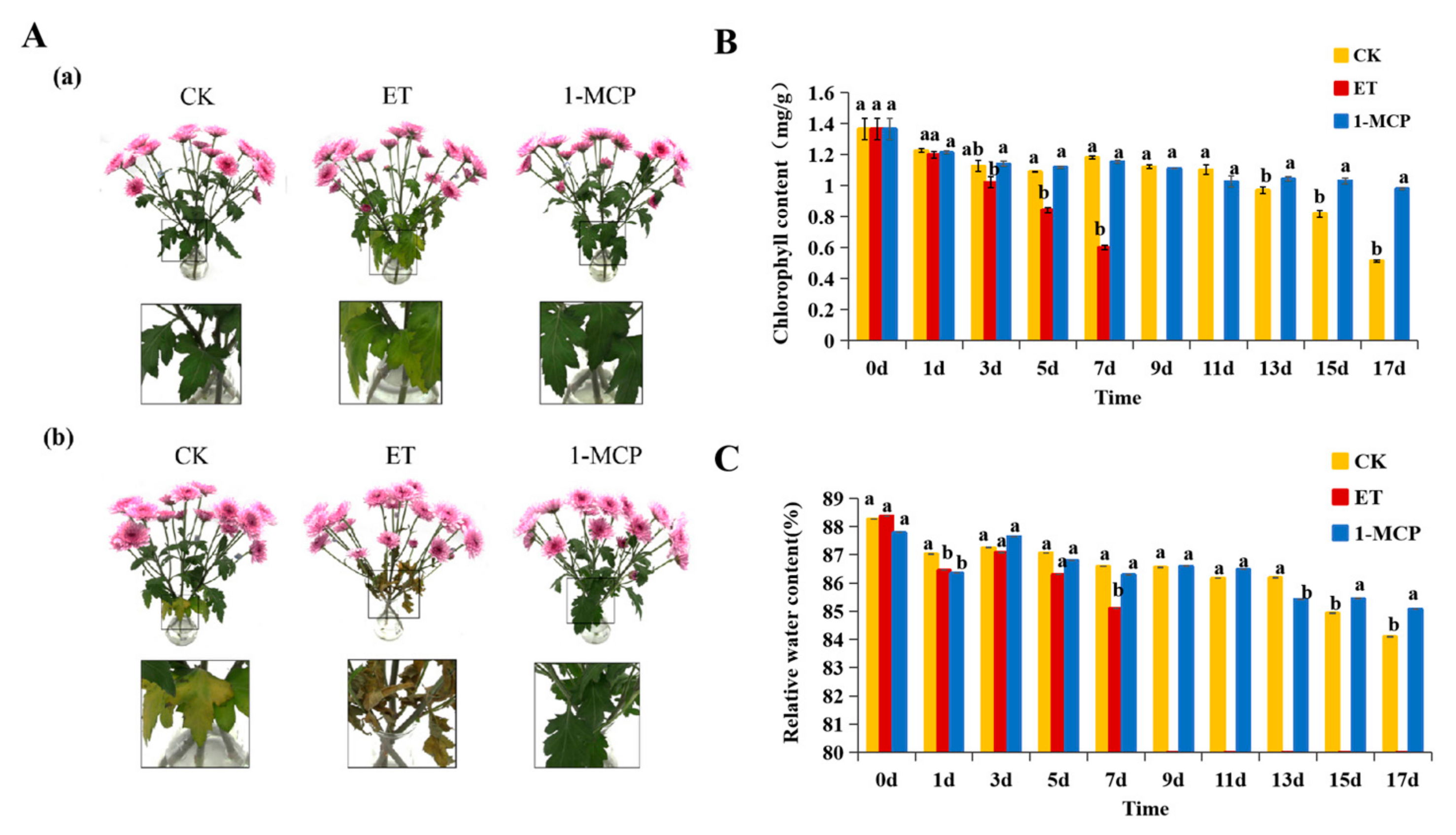 strong Figure 1/strong br/ p Phenotypic characterization of cut chrysanthem...