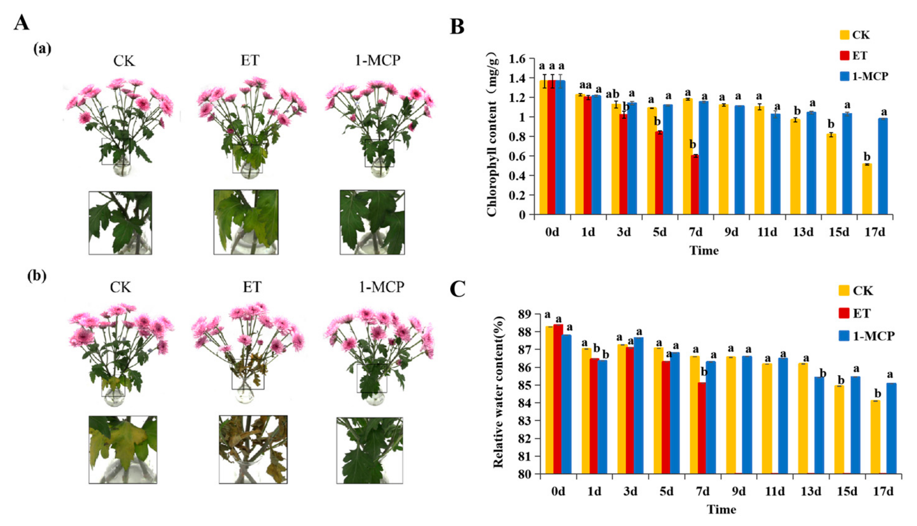 Horticulturae | Free Full-Text | Transcriptional Regulation in Leaves of  Cut Chrysanthemum (Chrysanthemum morifolium) ‘FenDante’ in  Response to Post-Harvest Ethylene Treatment