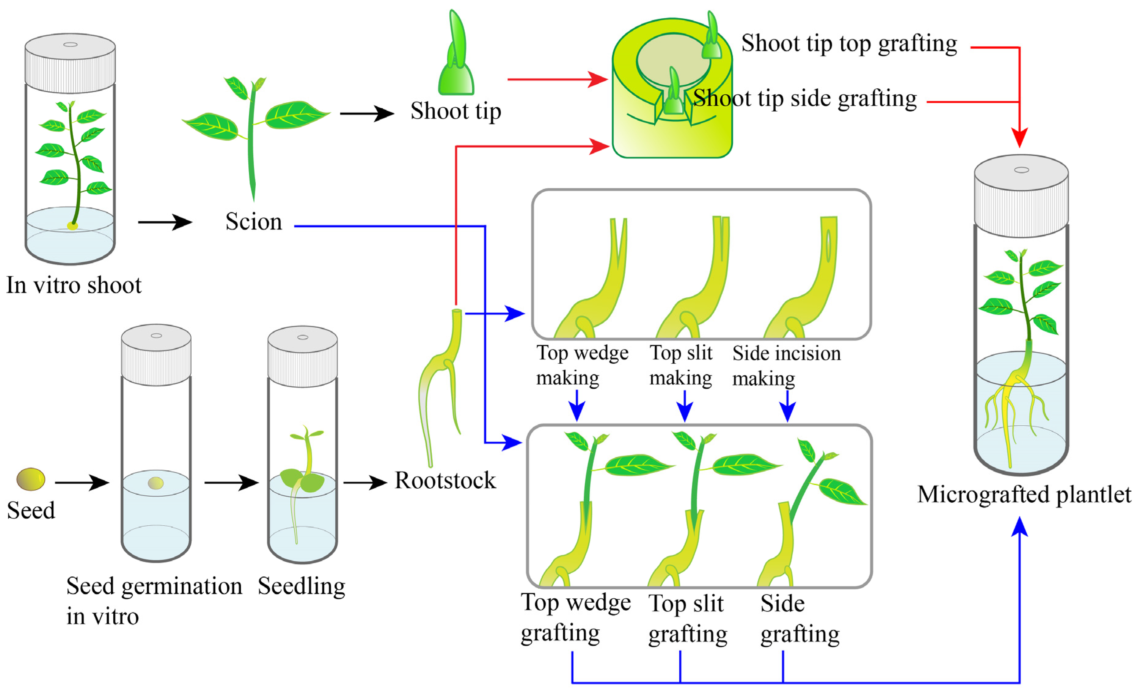 Horticulturae | Free Full-Text | In Vitro Micrografting of Horticultural  Plants: Method Development and the Use for Micropropagation