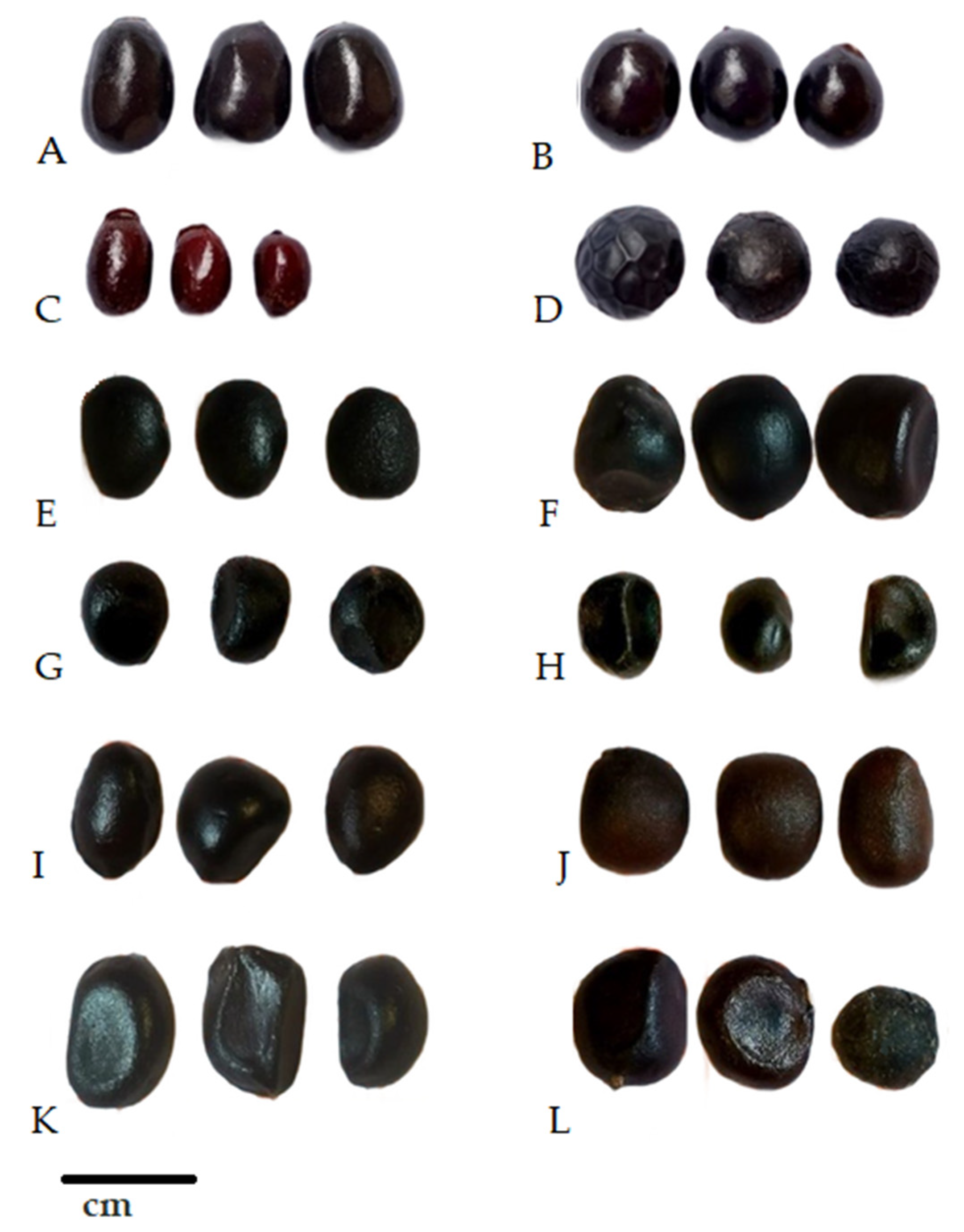 Horticulturae 08 00585 g002 550