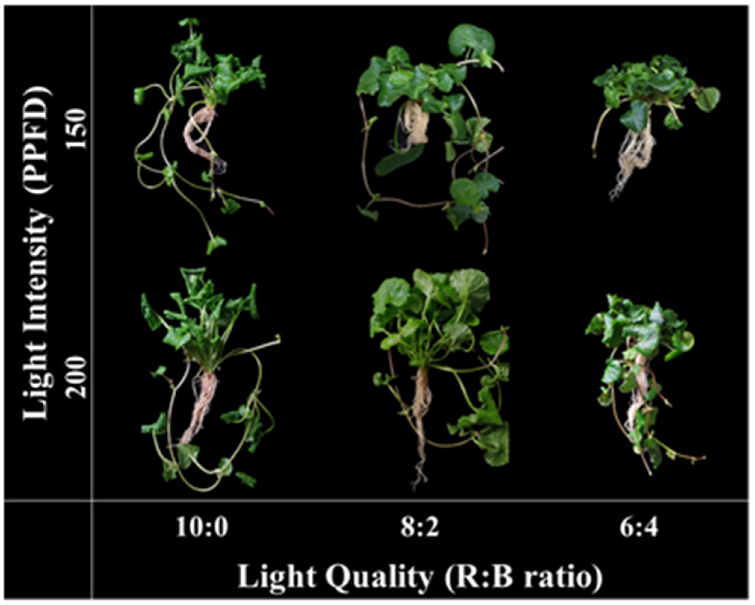 Horticulturae 08 00601 g002 550