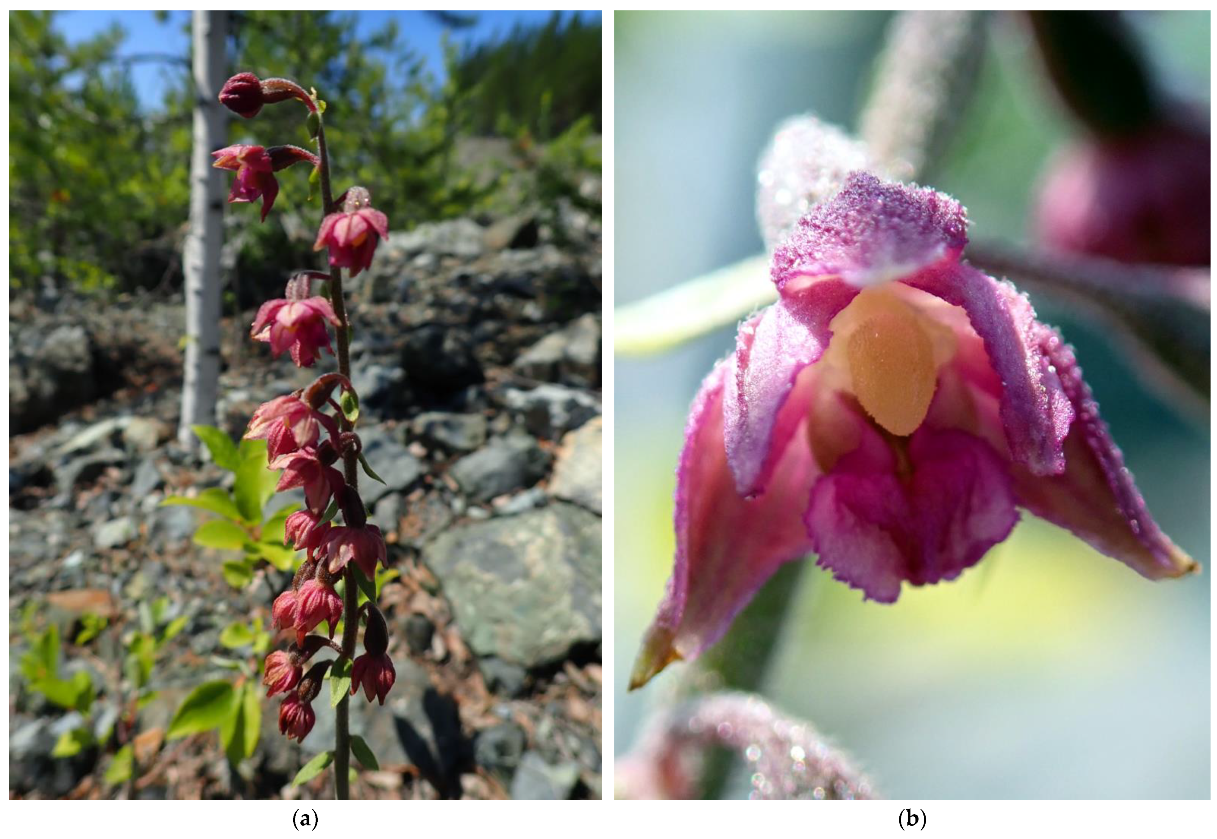 Horticulturae 08 00603 g001 550