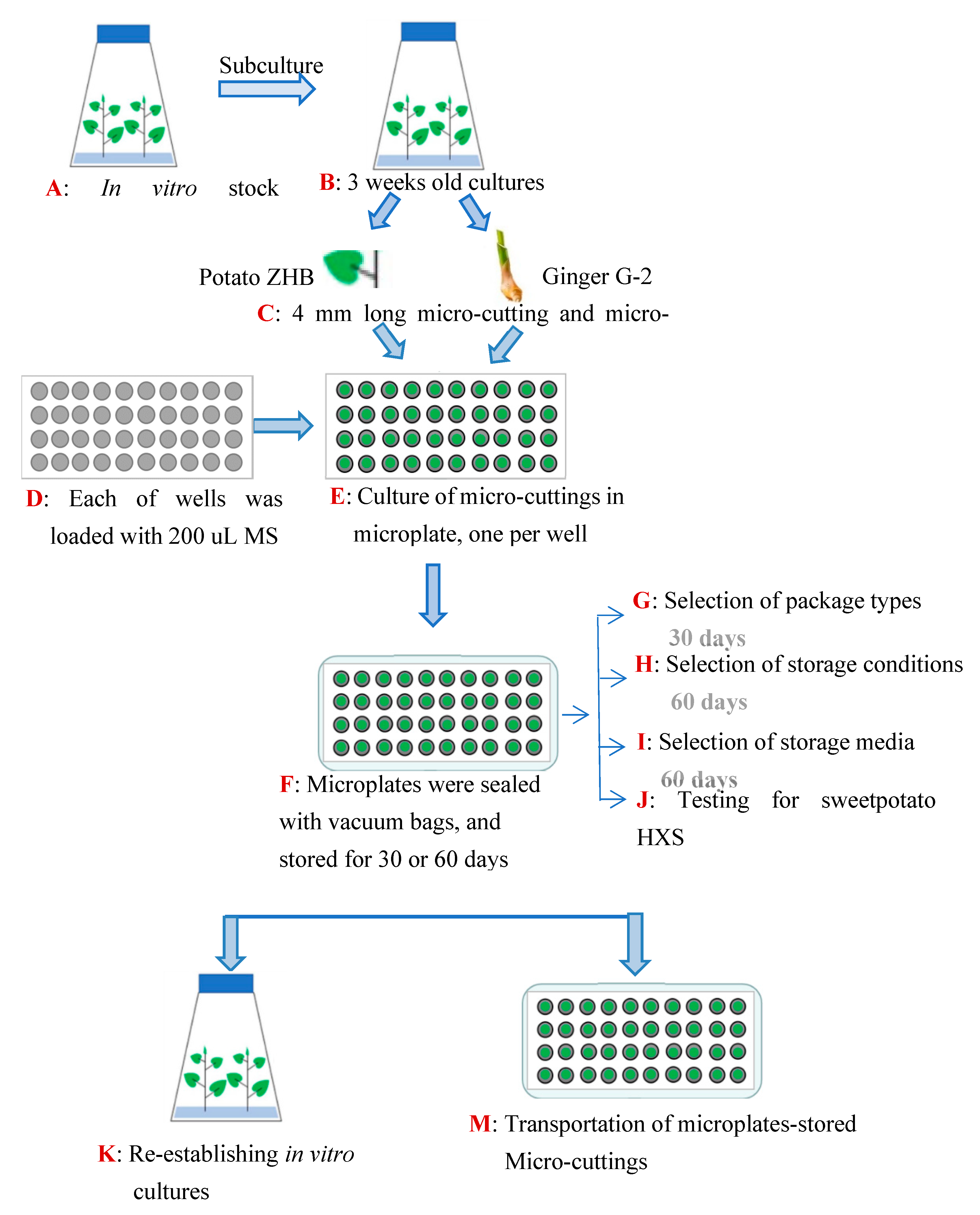 Horticulturae 08 00609 g001