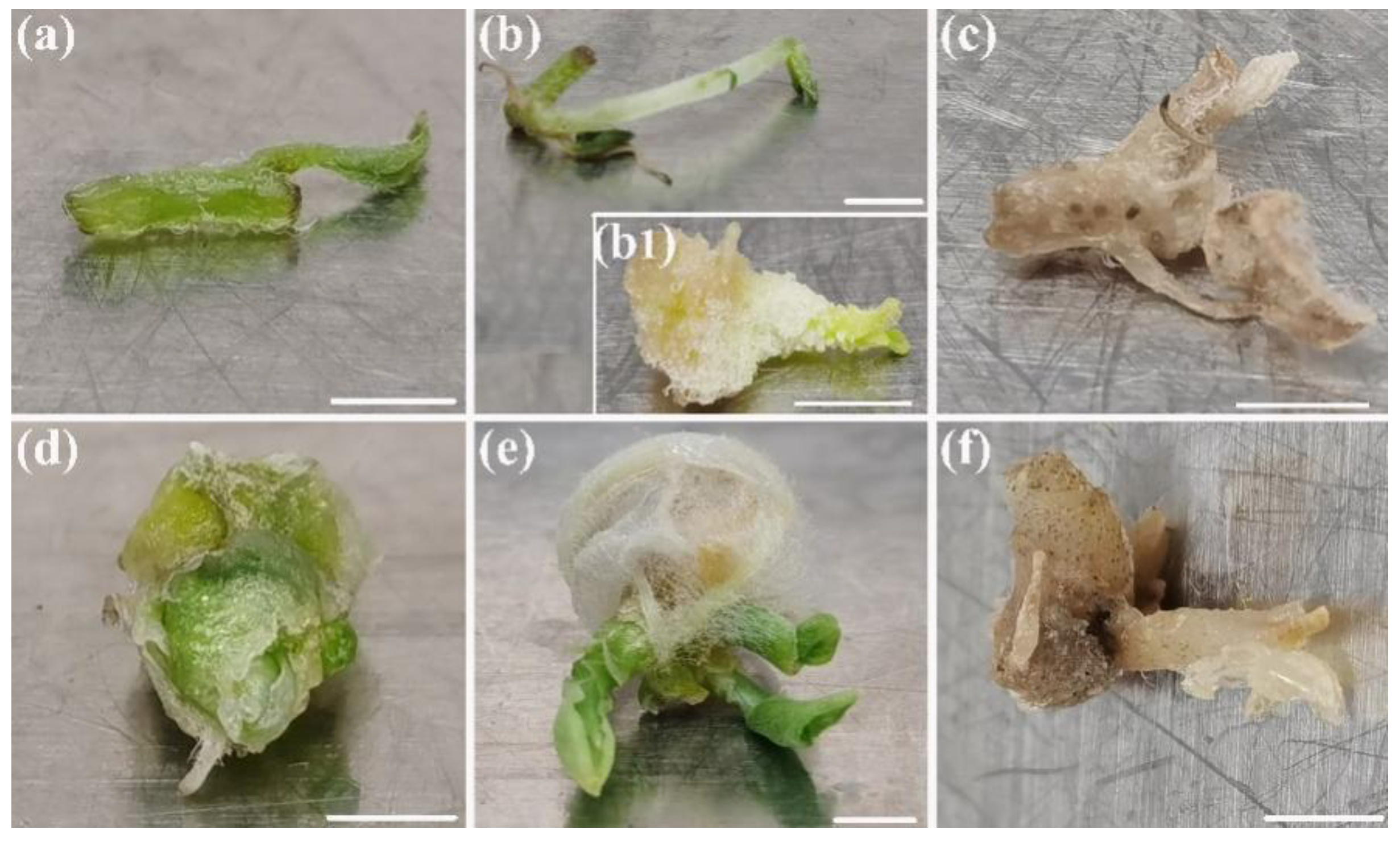 Horticulturae 08 00609 g003