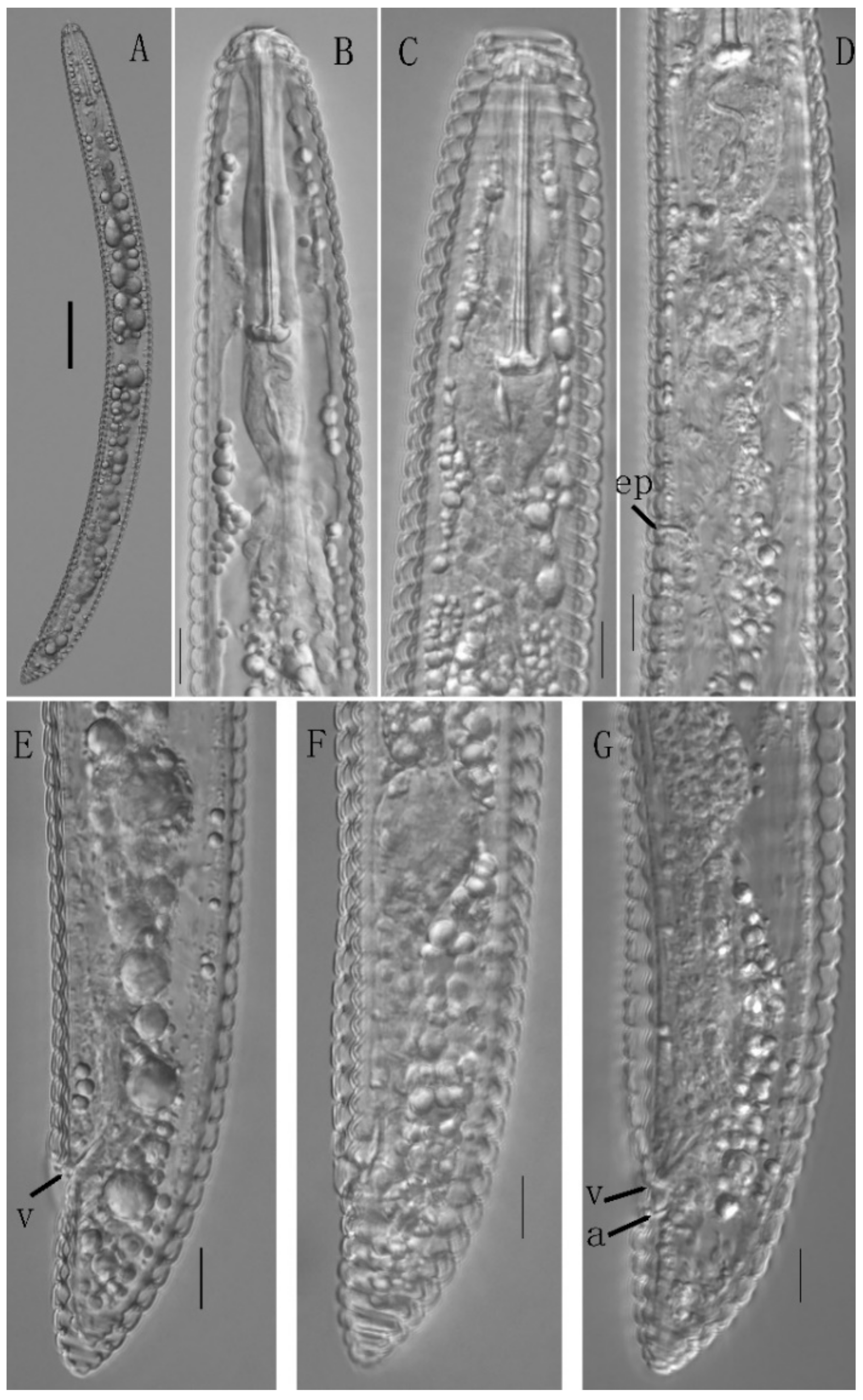 Horticulturae 08 00611 g002 550