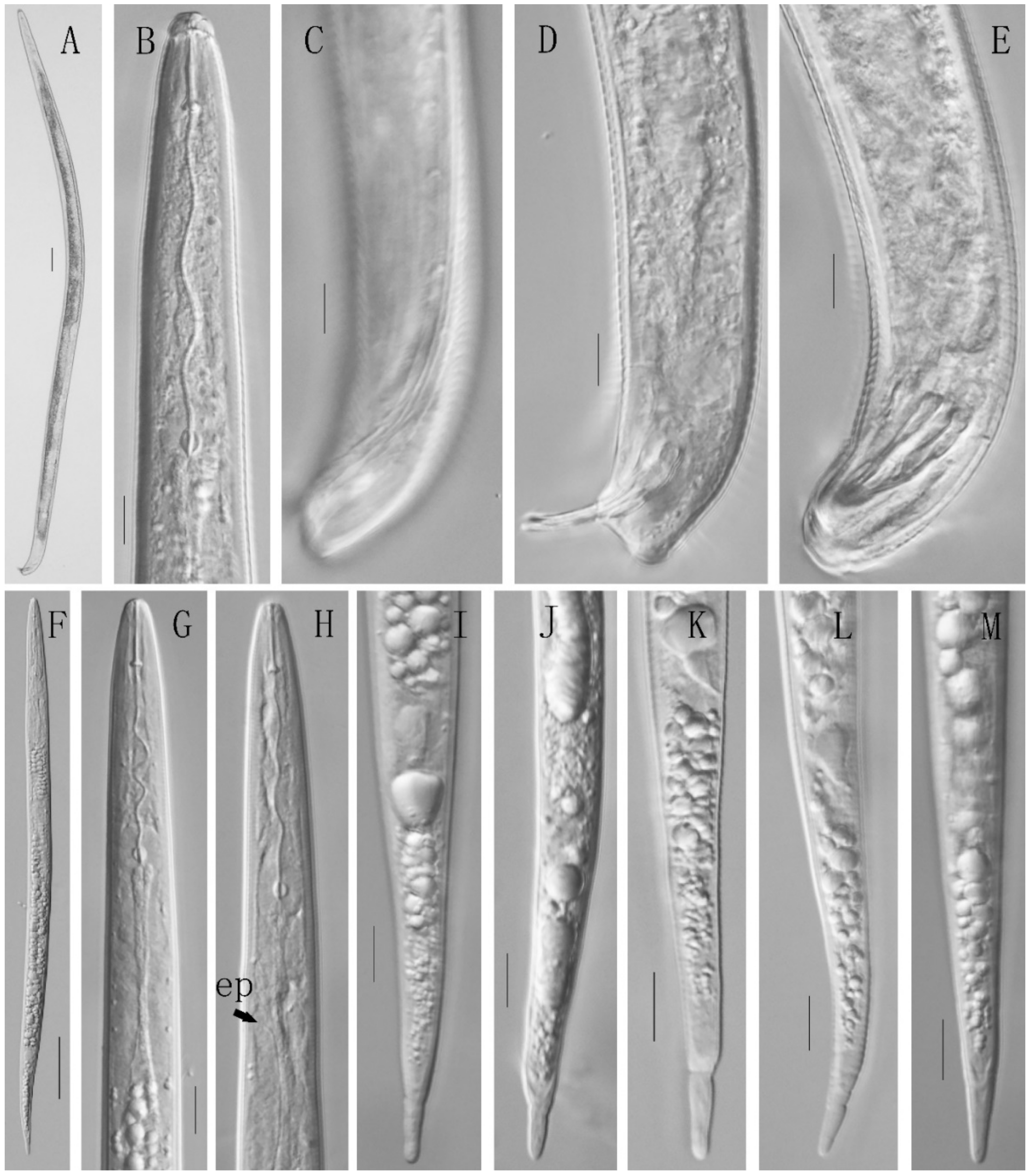 Horticulturae 08 00611 g003 550