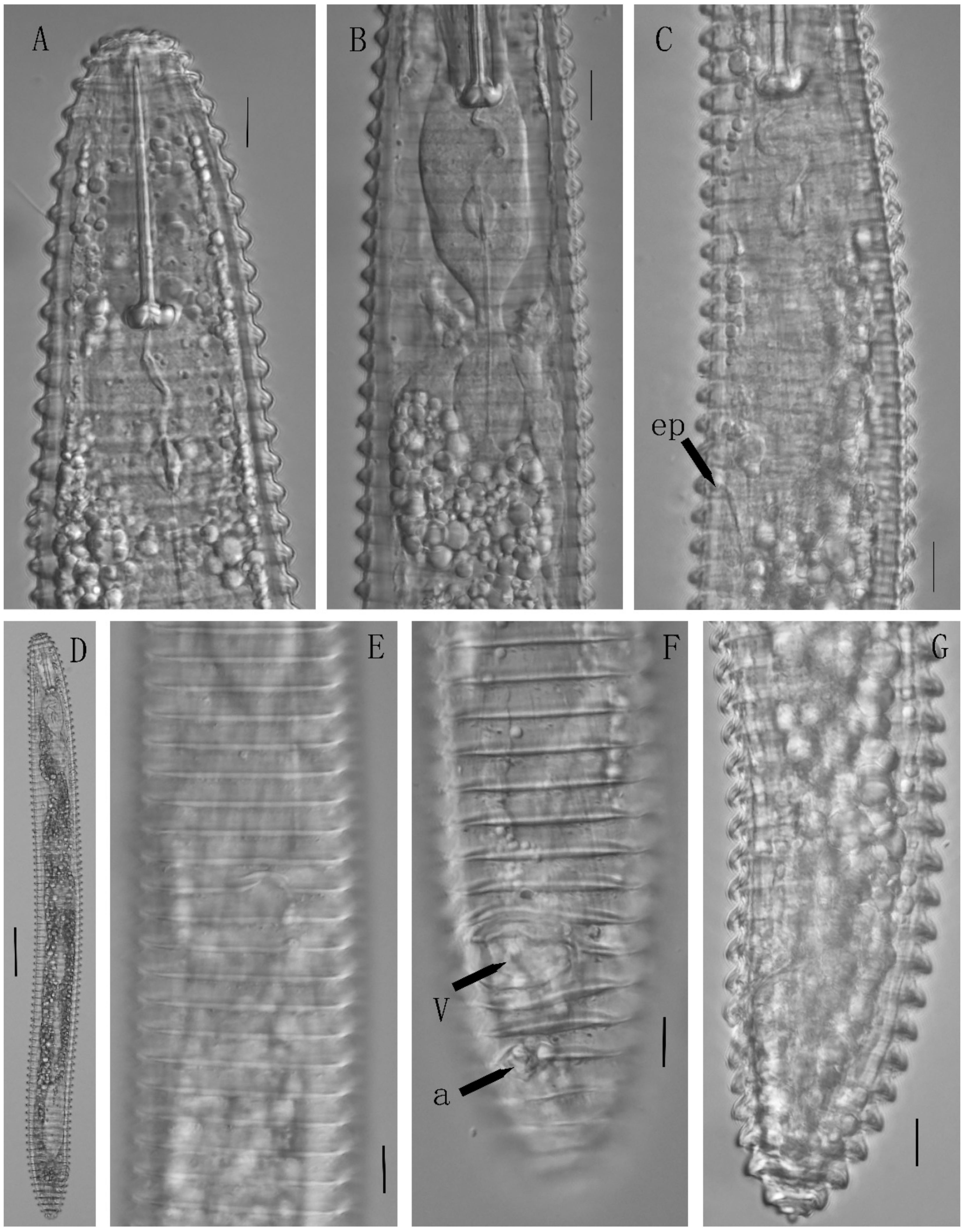 Horticulturae 08 00611 g004 550