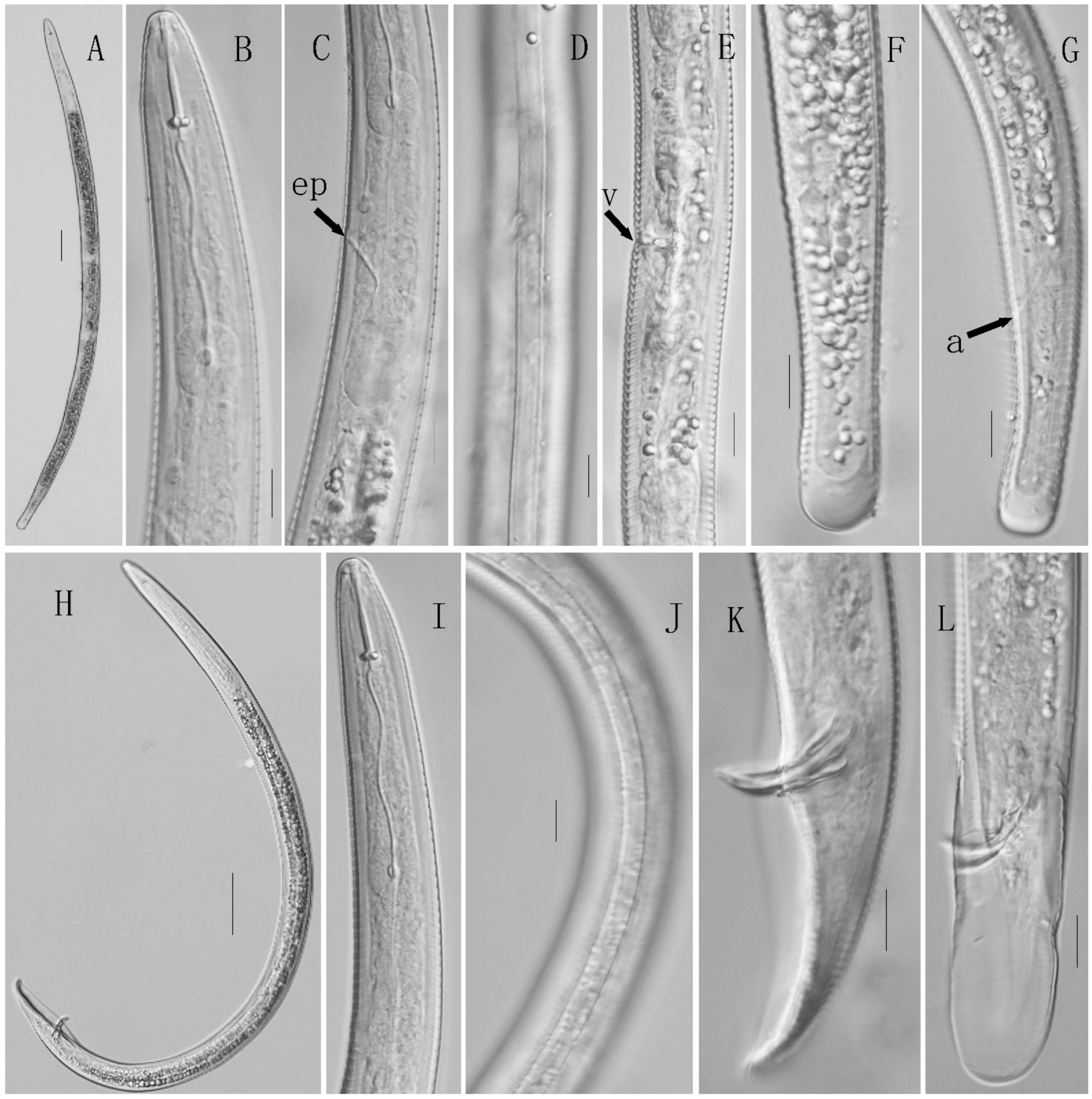 Horticulturae 08 00611 g005 550