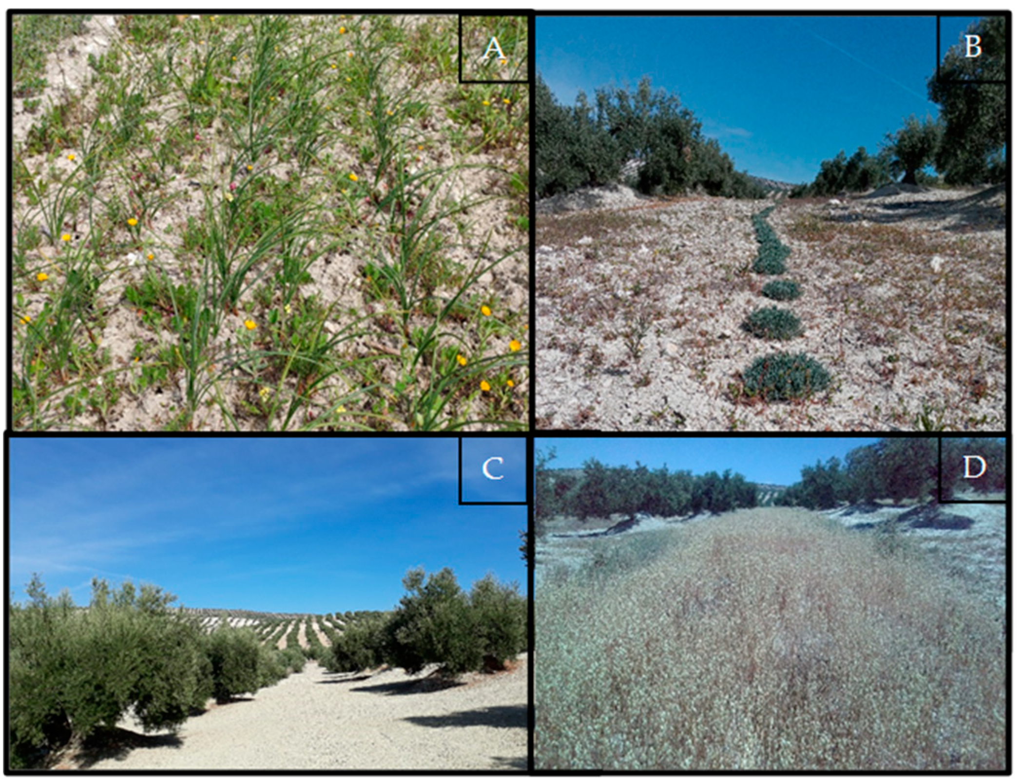 Horticulturae 08 00618 g002