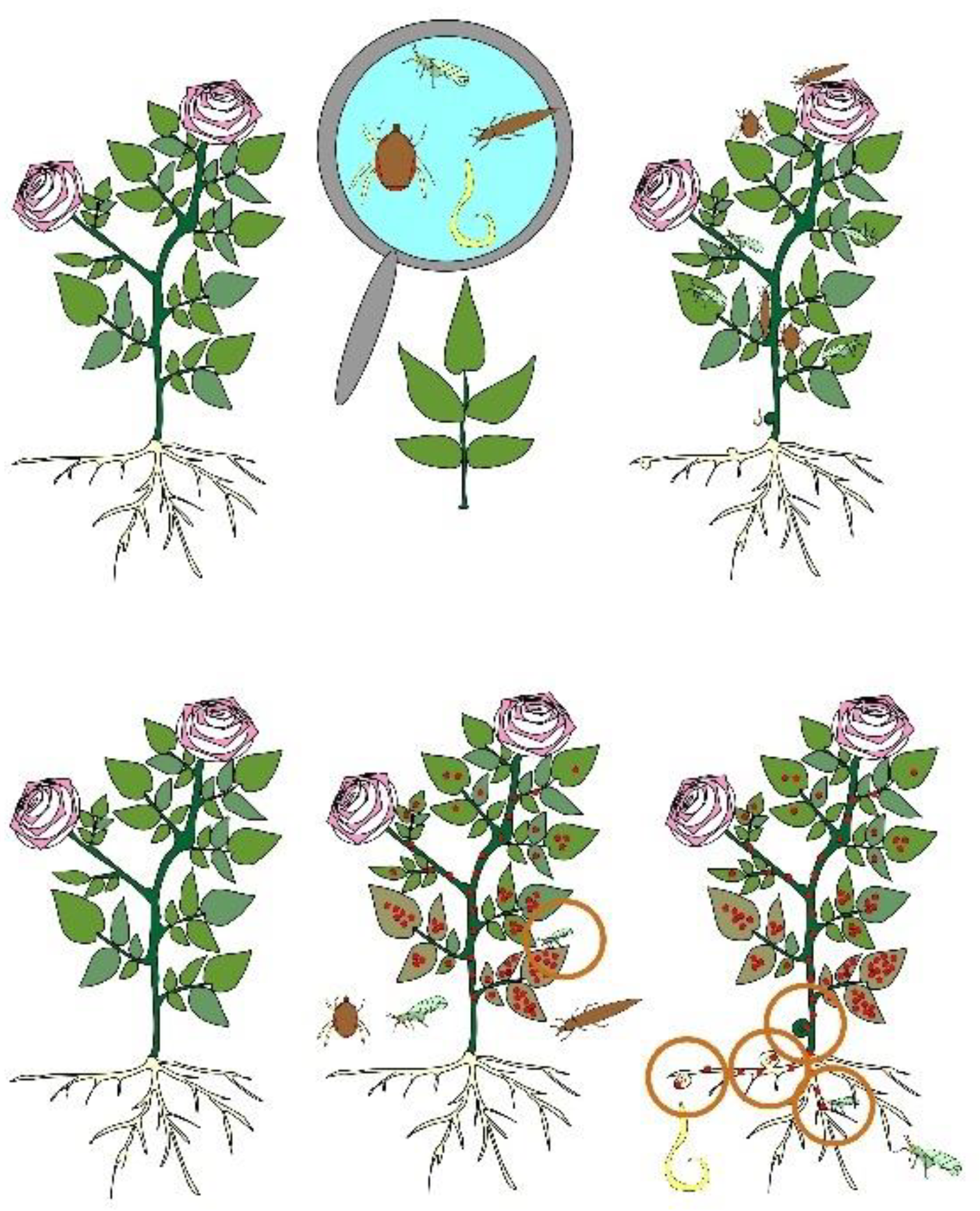 Horticulturae 08 00629 g003 Horticulturae 08 00629 g003